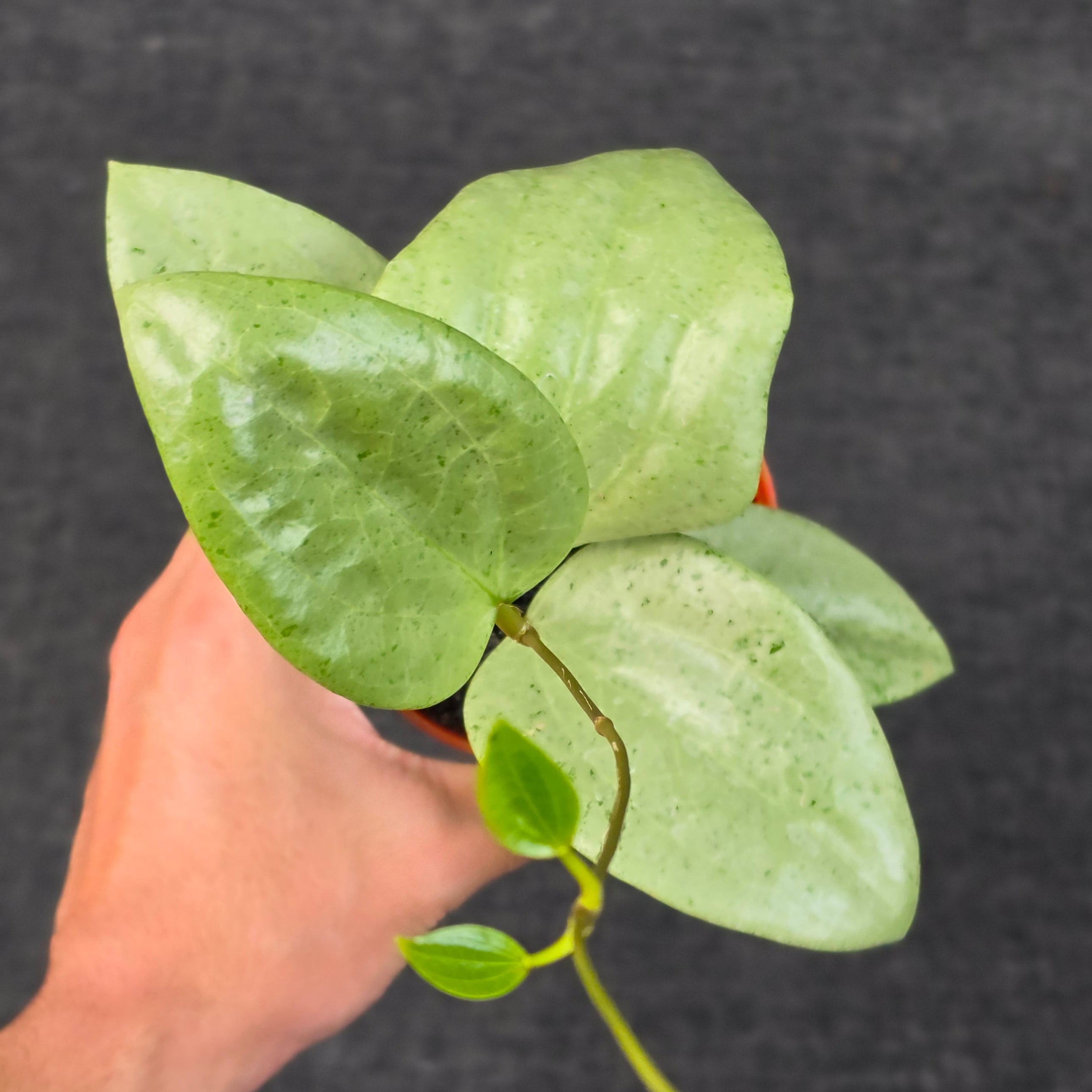 Hoya glabra 'gin' (silver)