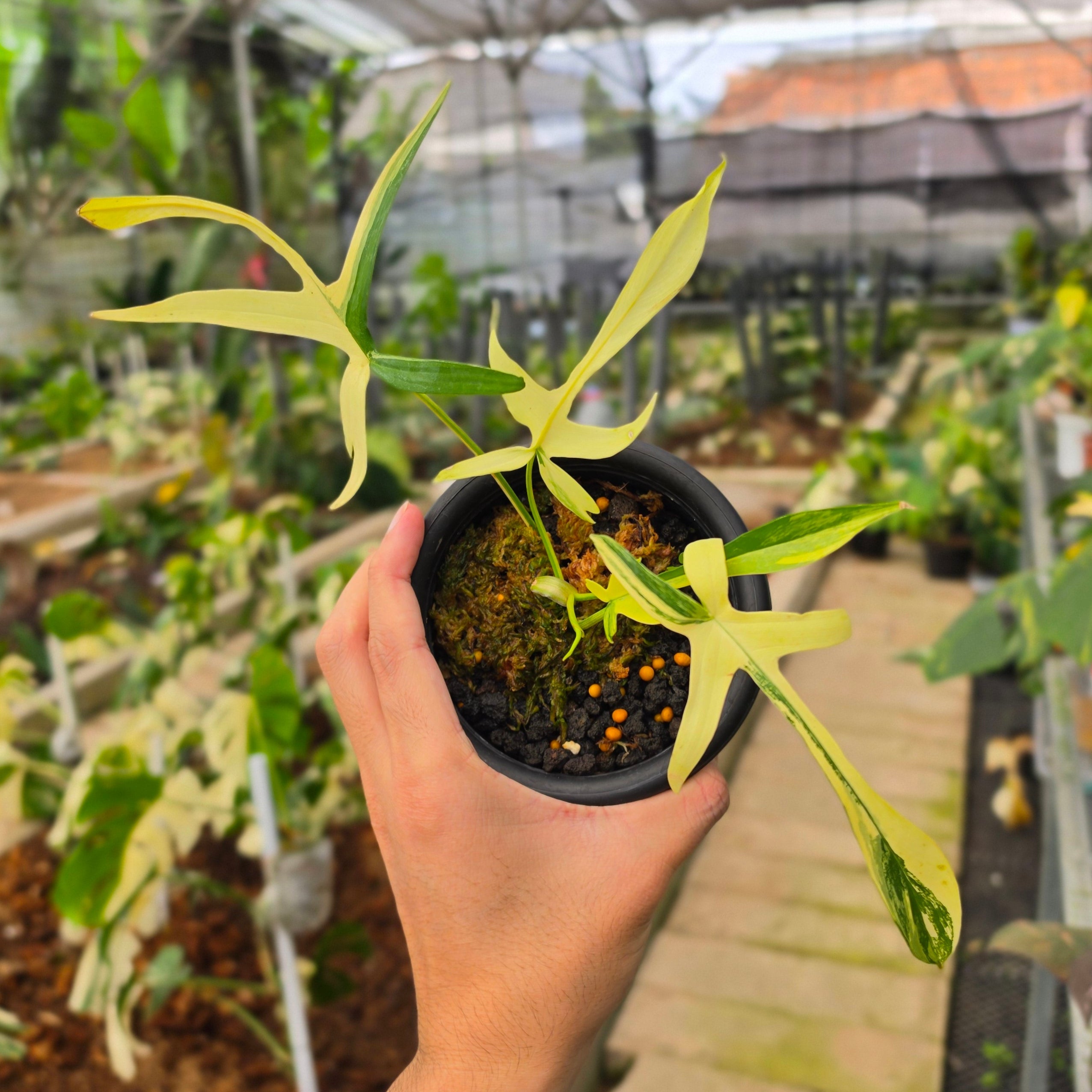 Philodendron Florida Beauty x Polypodioides Variegated