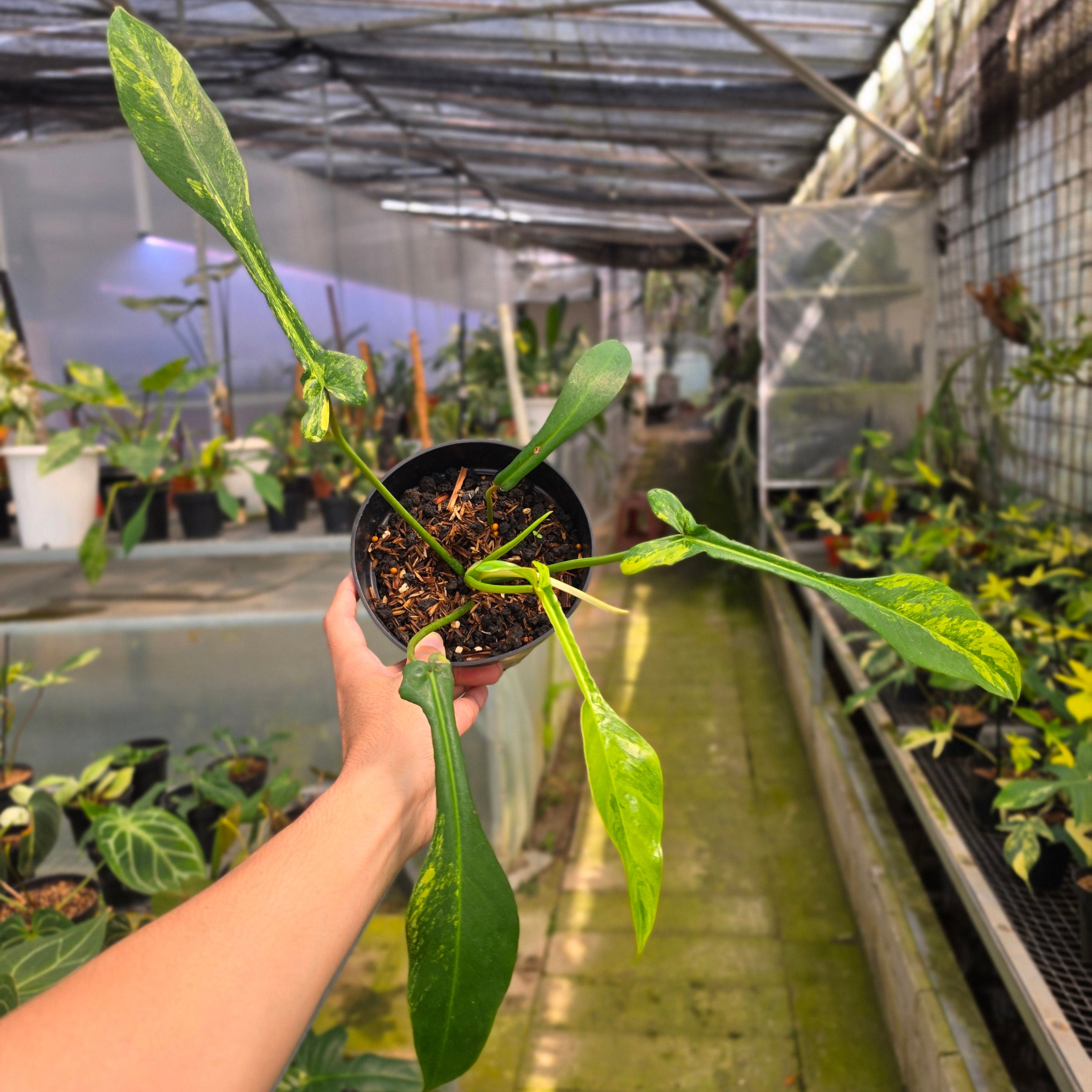 Philodendron joepii variegated