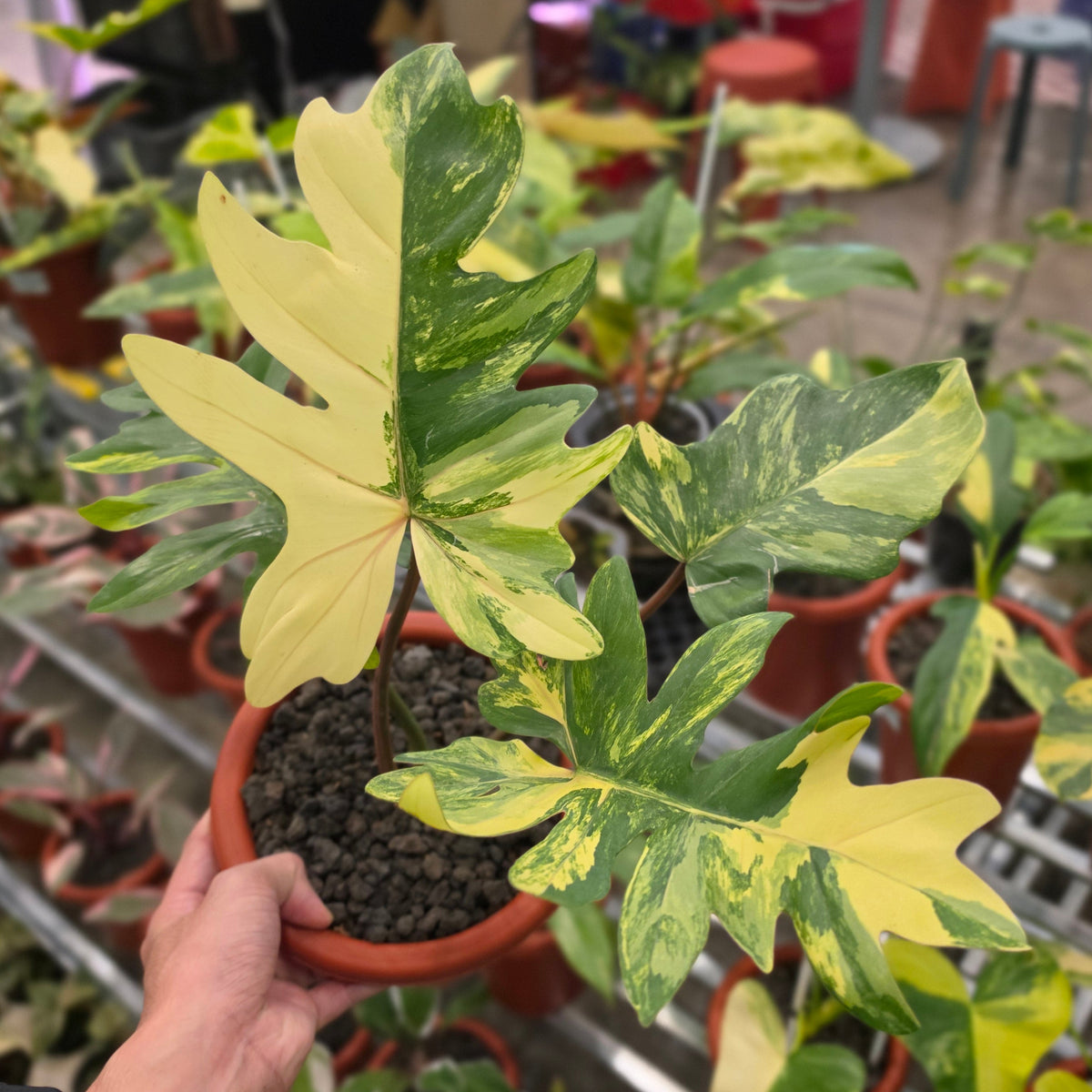 Philodendron mayoi variegated