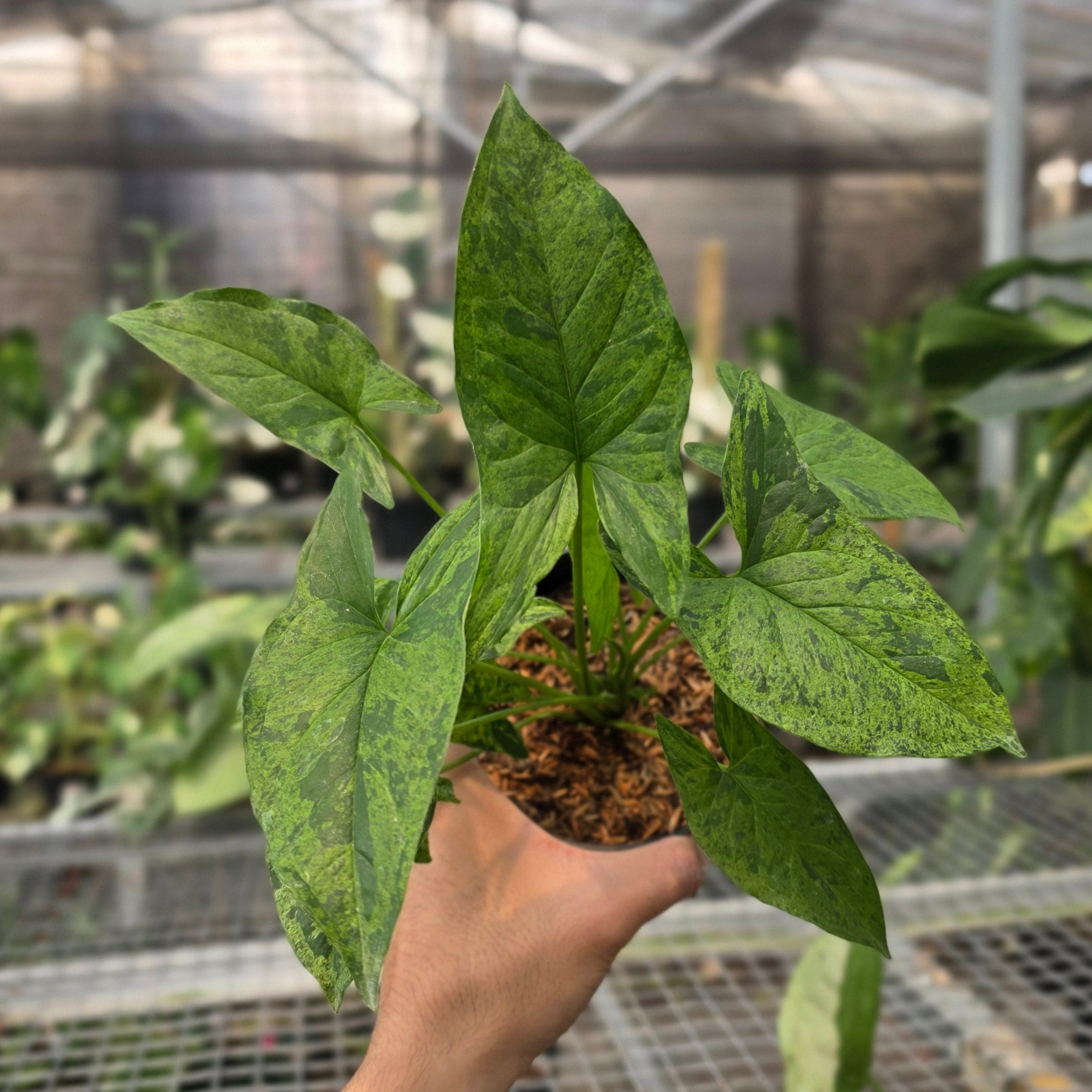 RP Syngonium Army mojito - AM09-08