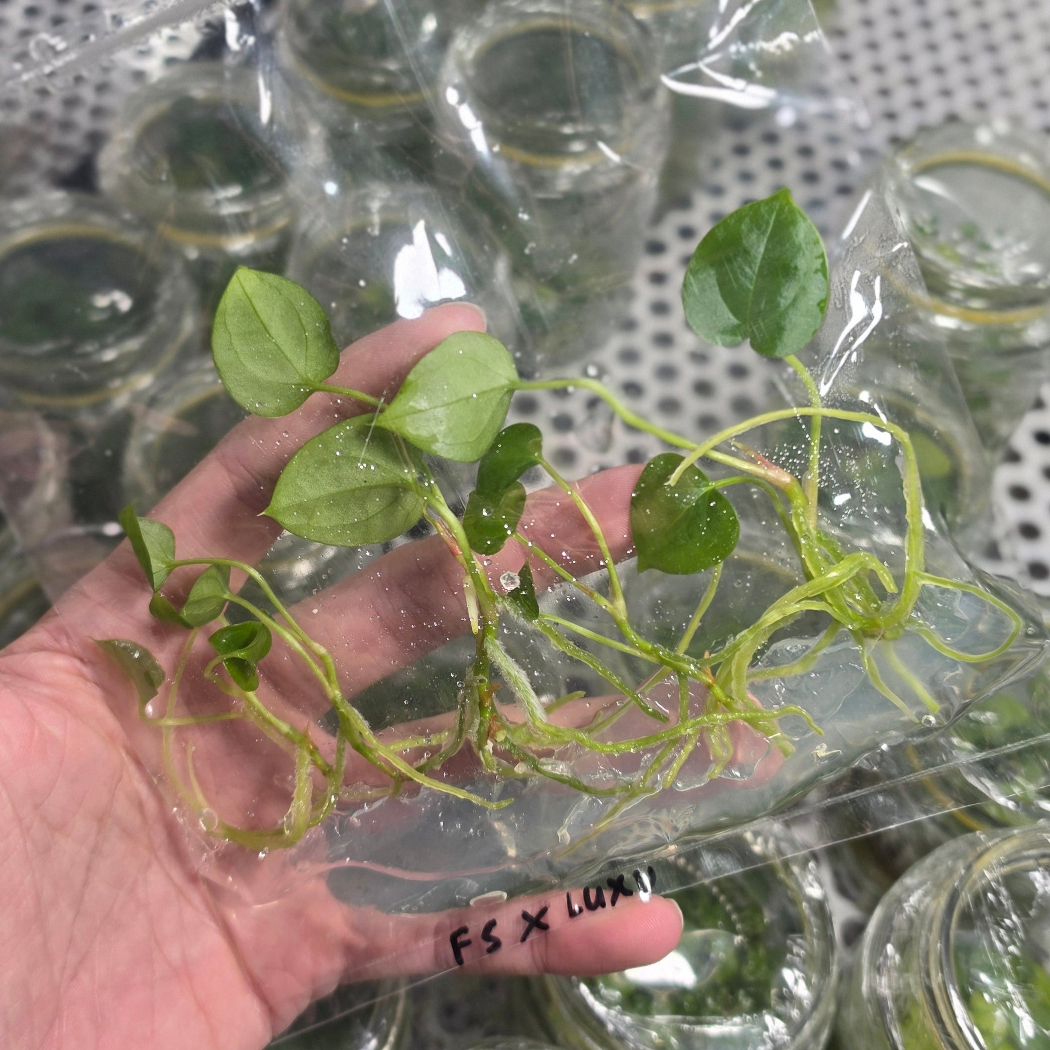 Anthurium fort sherman x luxurians - Tissue culture