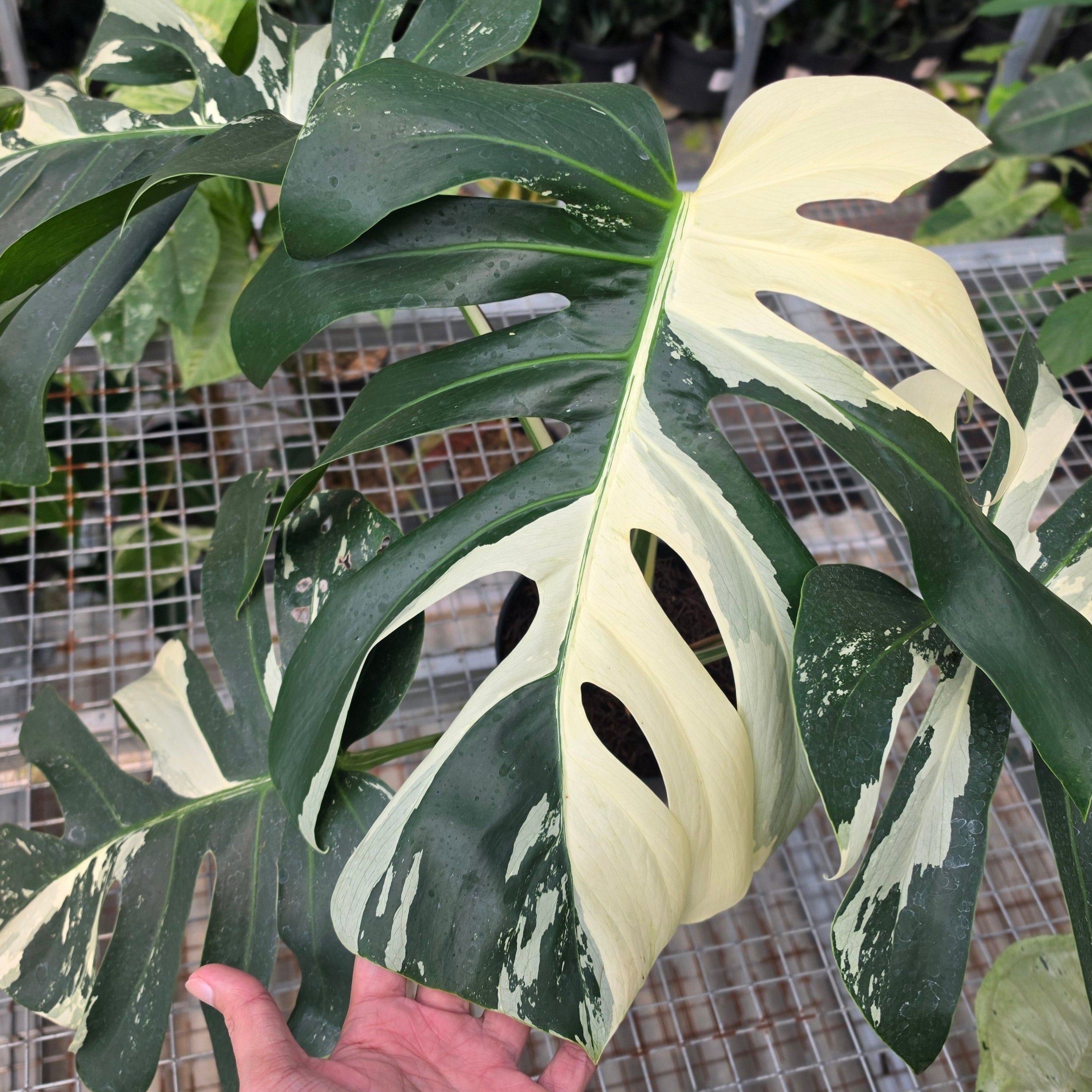 RP Monstera Jungle mint noid - AM01-08