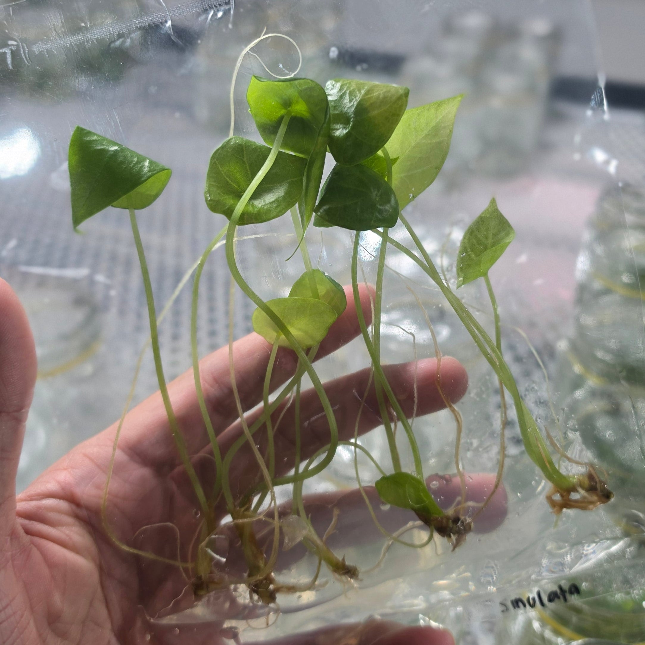 Alocasia sinulata - Tissue culture