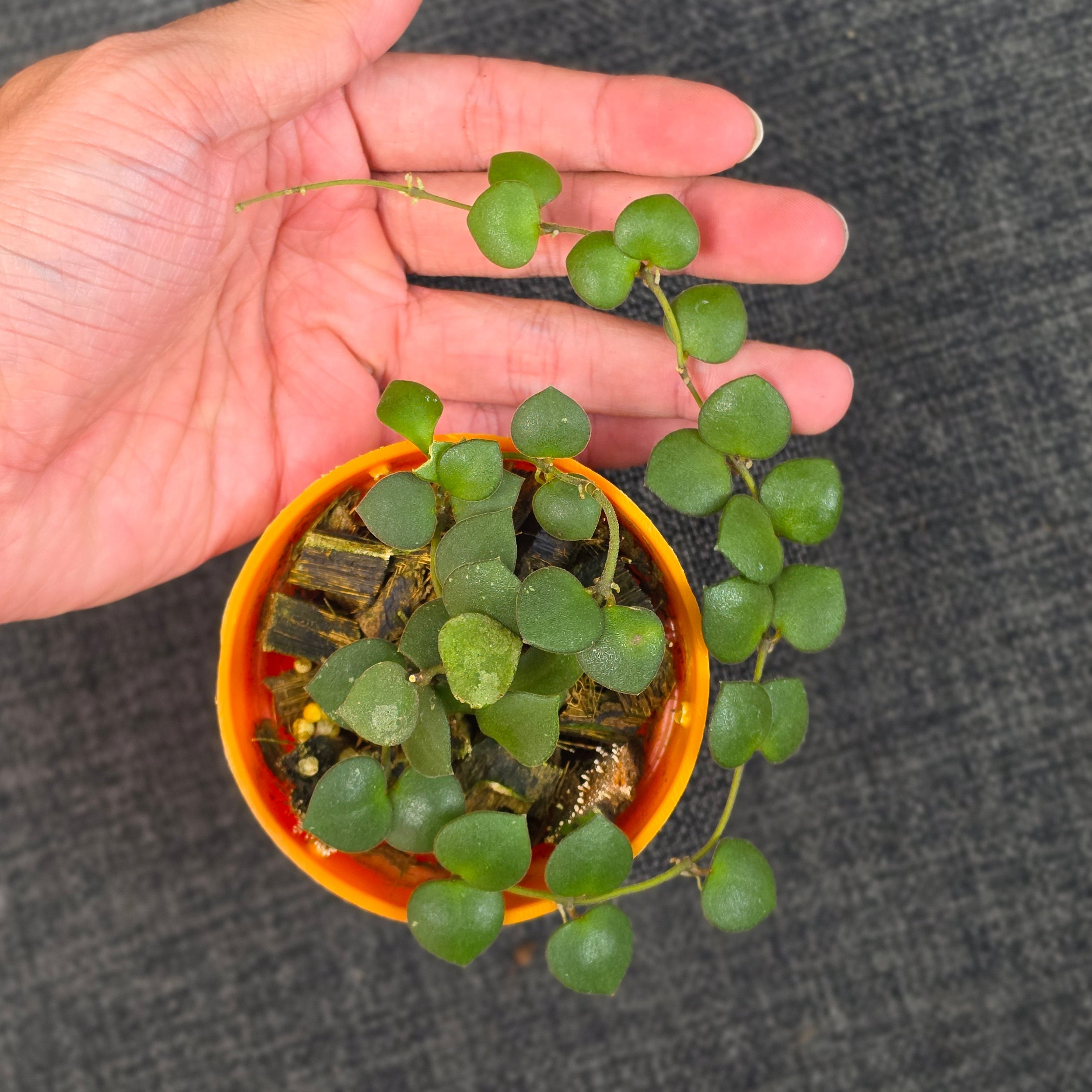 Hoya boycei 'Little Heart'