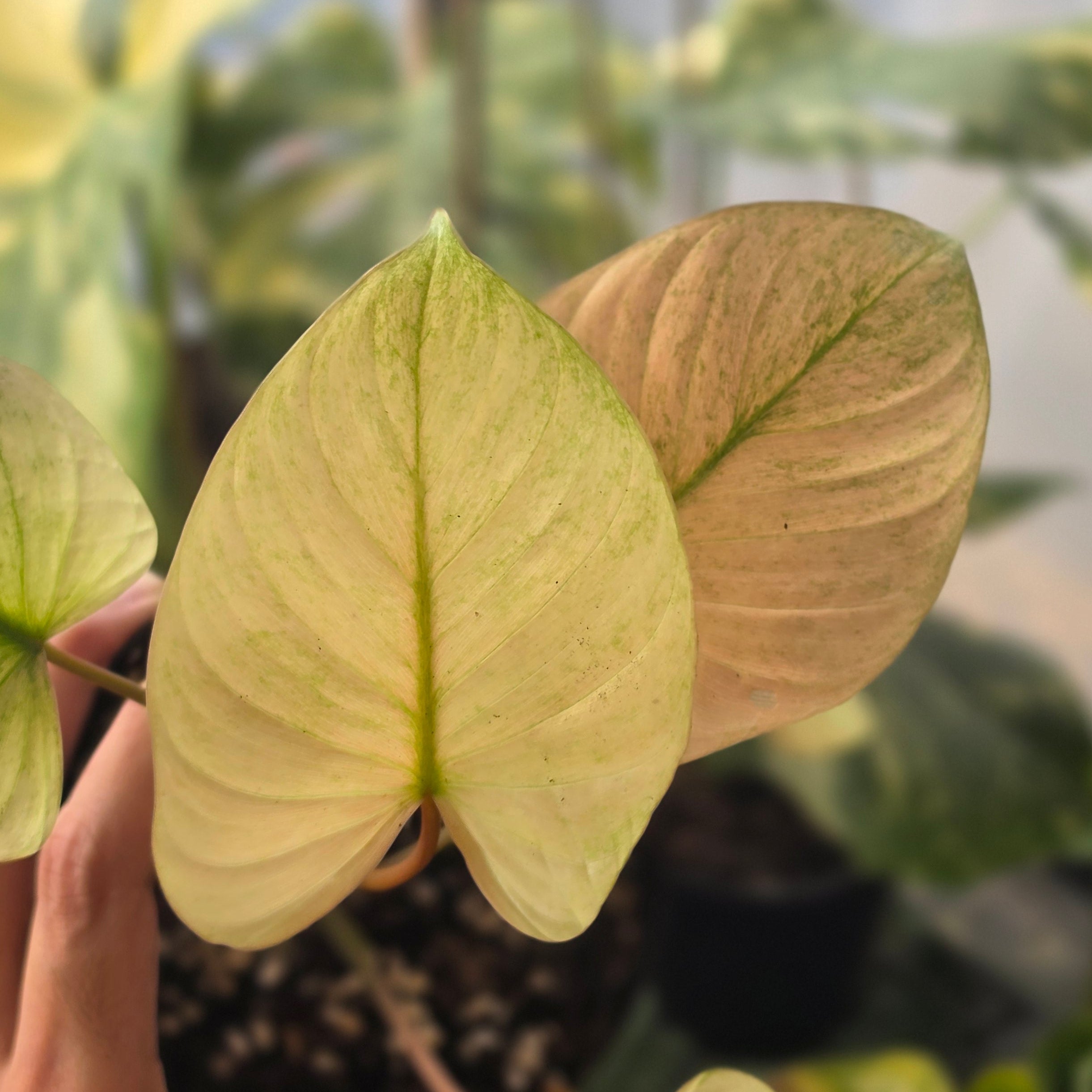Homalomena Rubescens "Mint Peach"