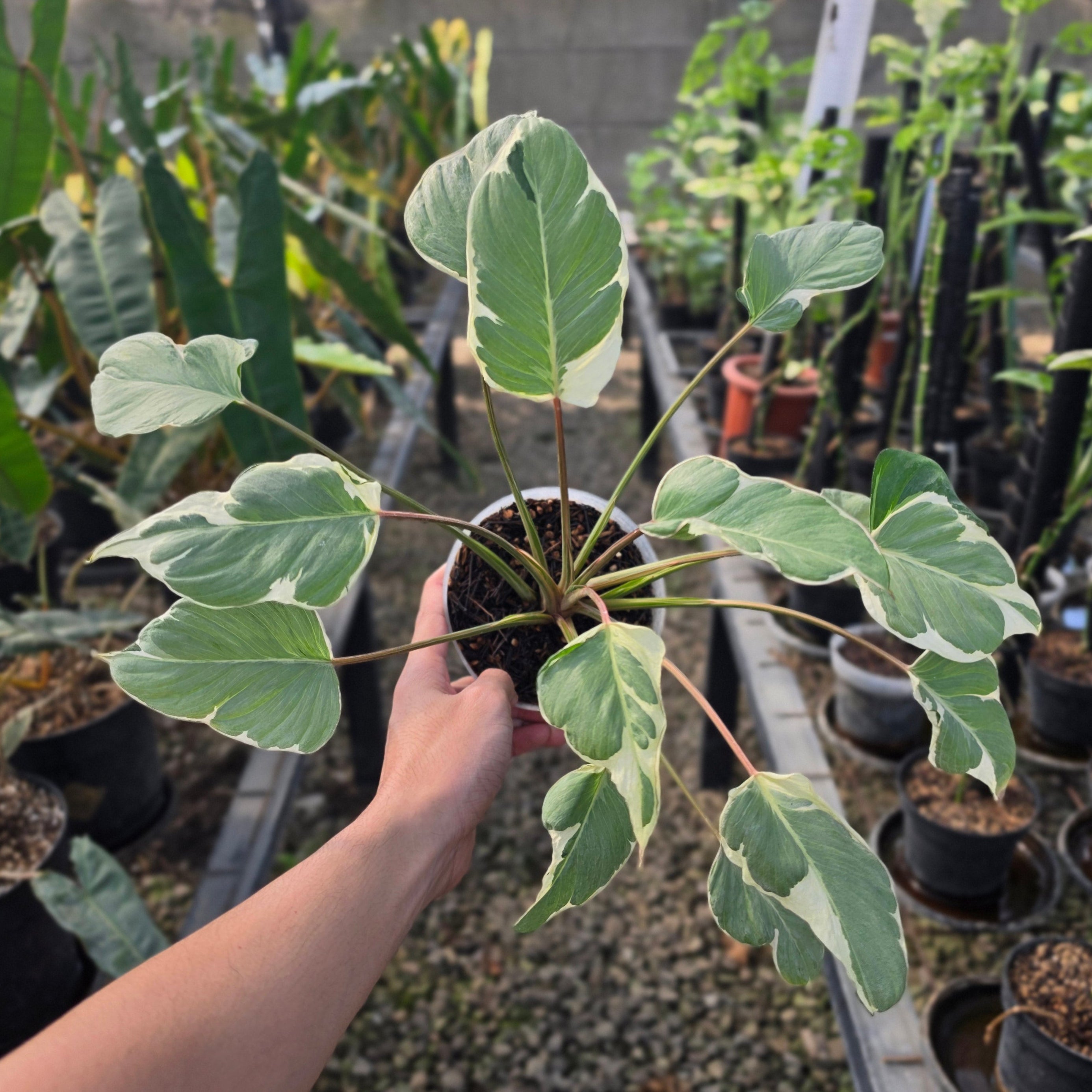 Homalomena 'Marshmallow'