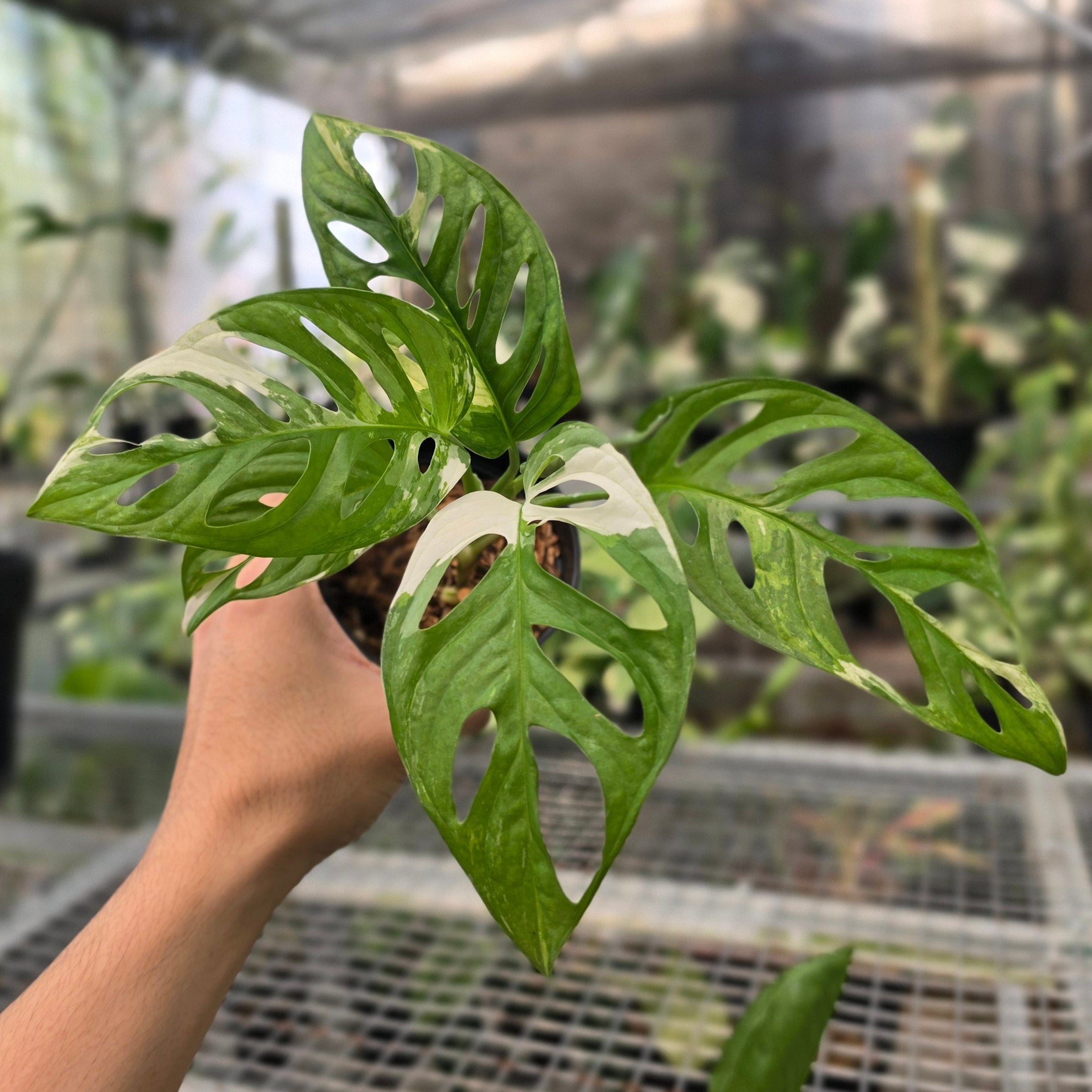 RP Monstera Adansonii variegated - AM20-08