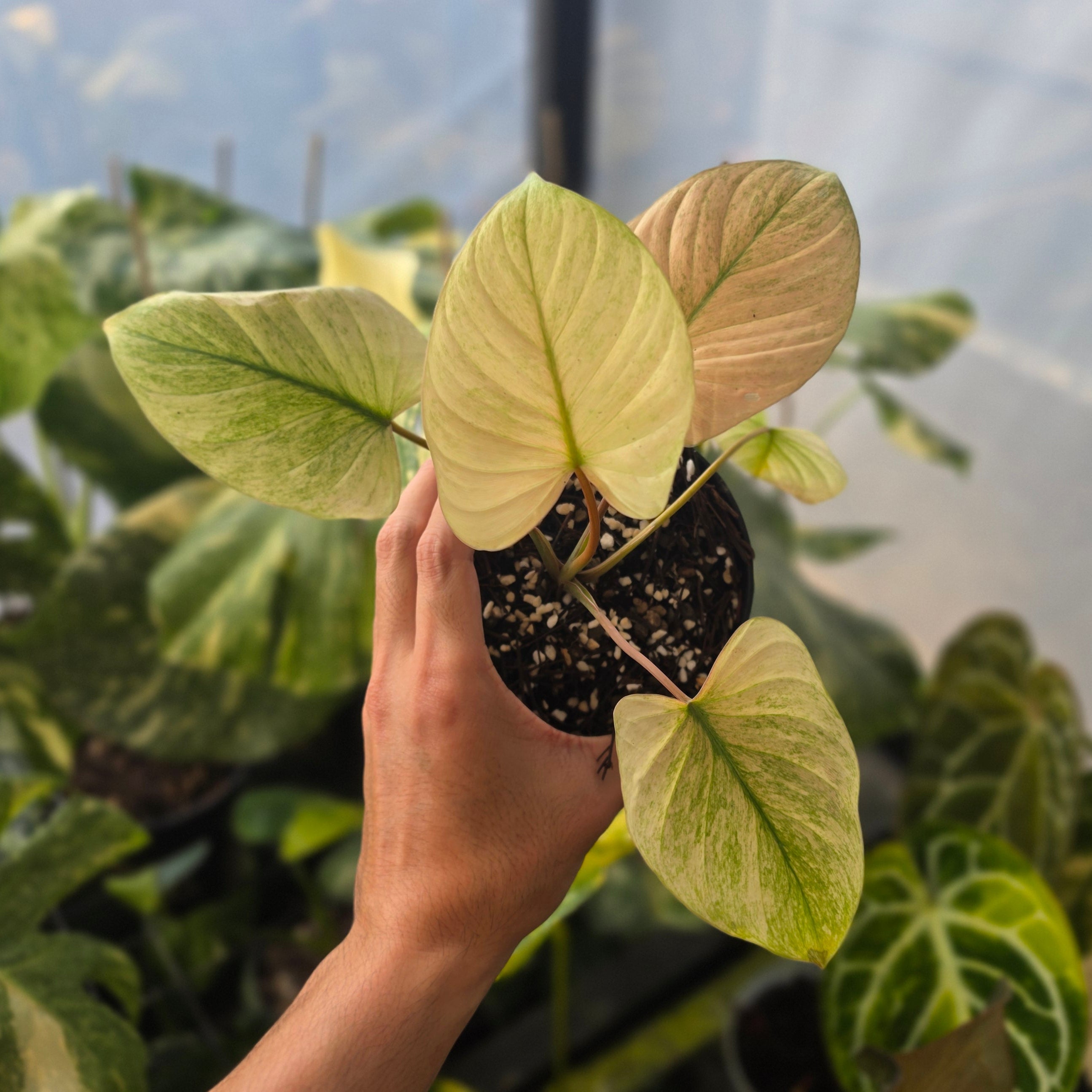 Homalomena Rubescens "Mint Peach"