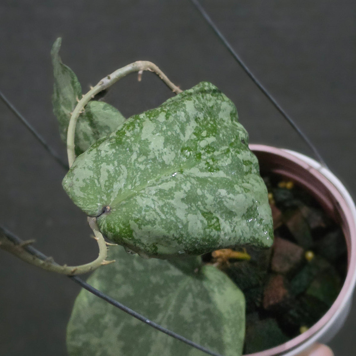 Hoya purpureofusca x imbricata