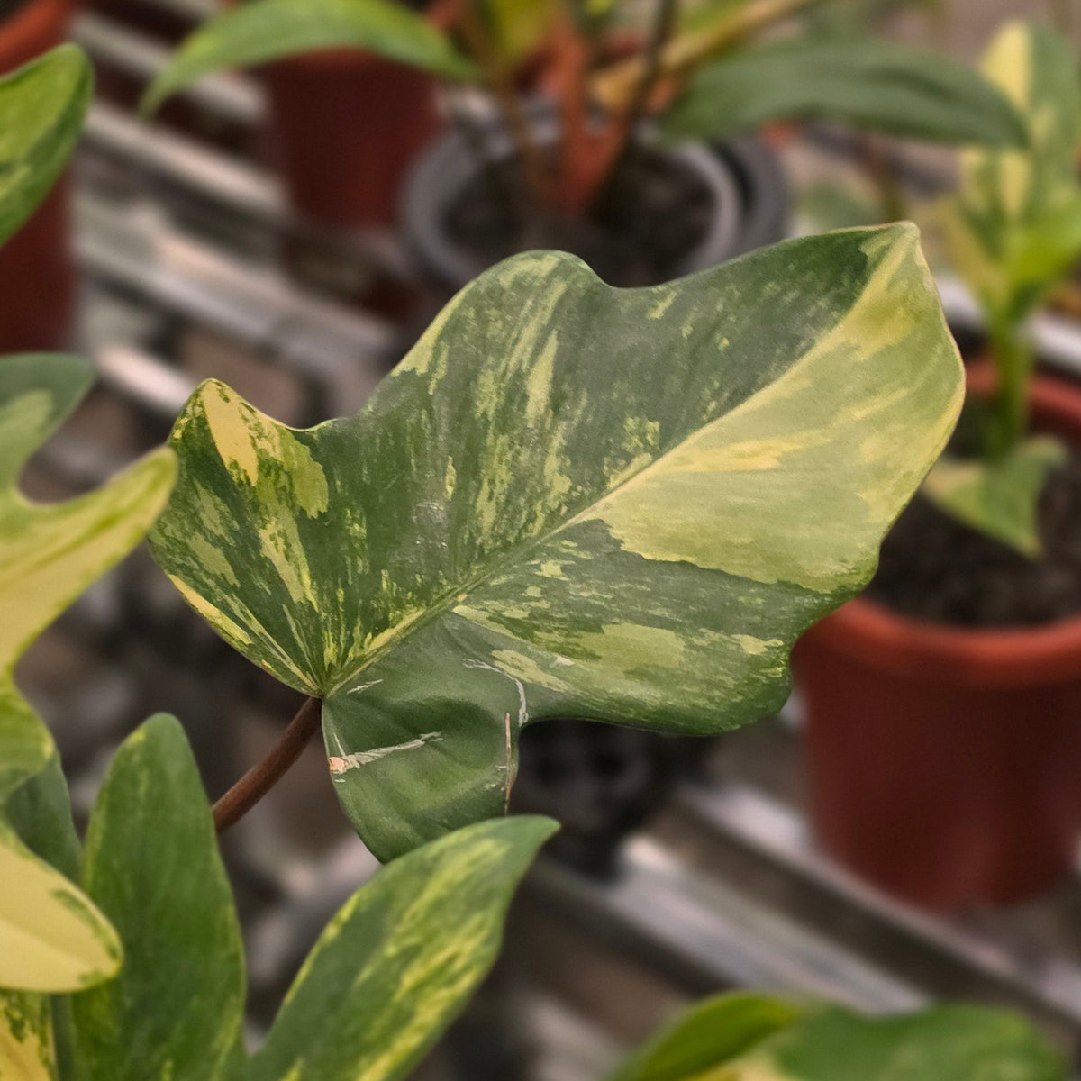 Philodendron mayoi variegated