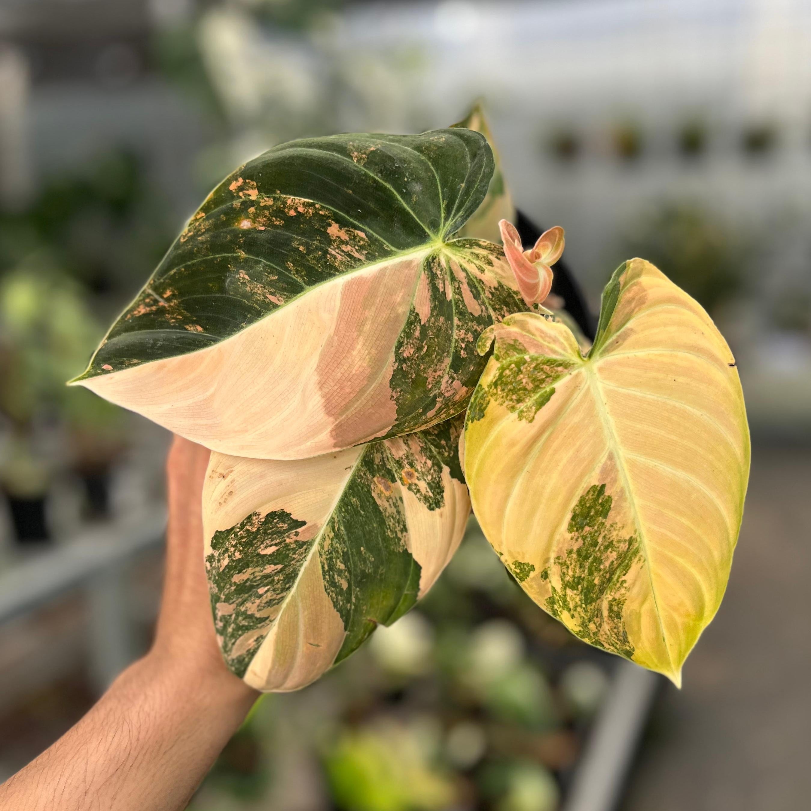Philodendron melanochrysum orange variegated