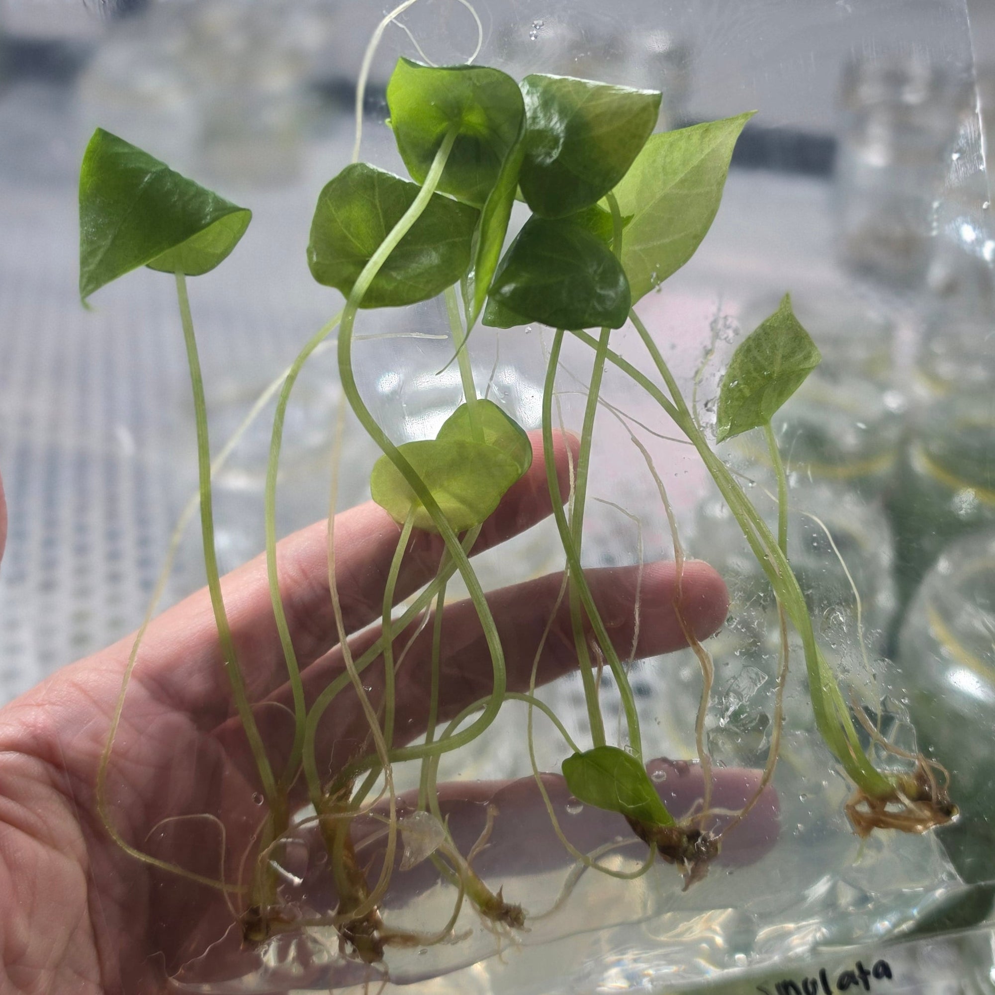 Alocasia sinulata - Tissue culture