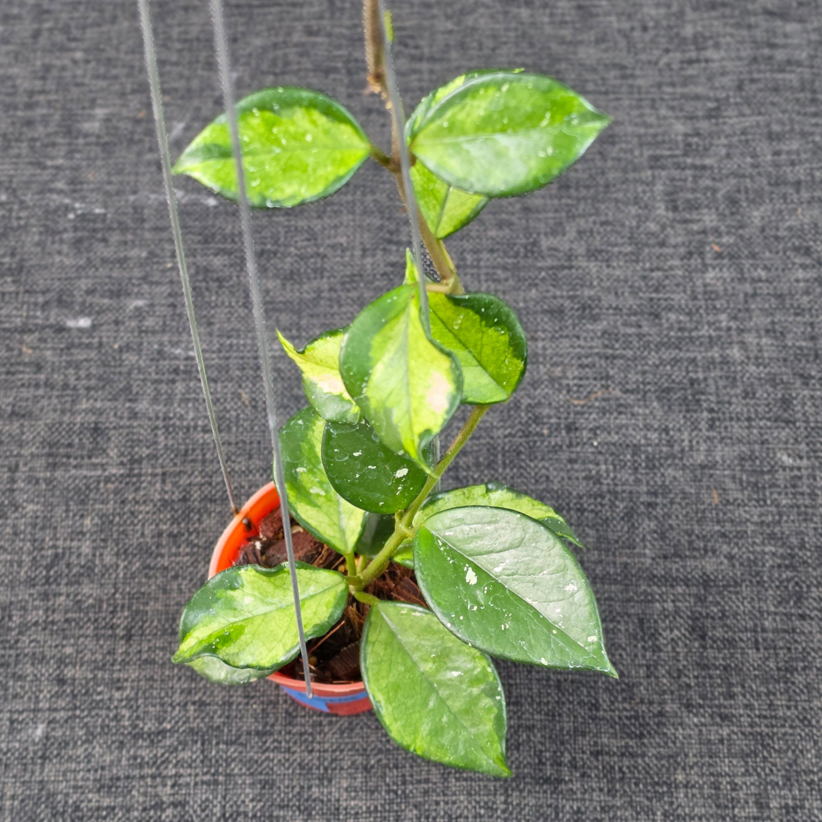 Hoya carnosa 'Freckles Variegated'