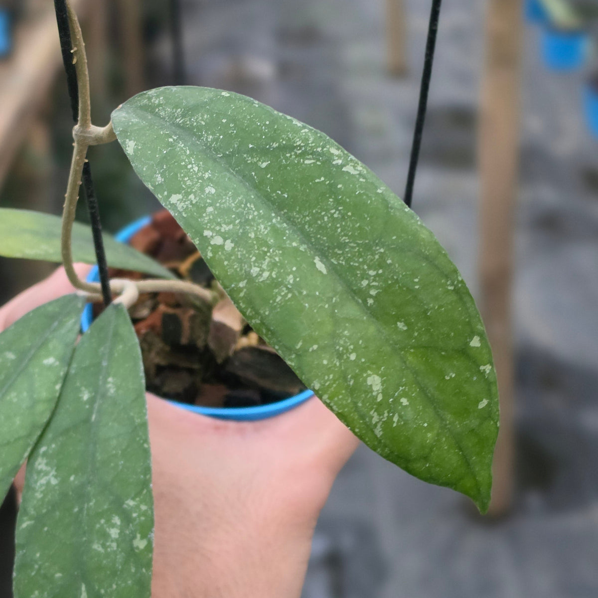 Hoya clemensiorum sp bengkunat