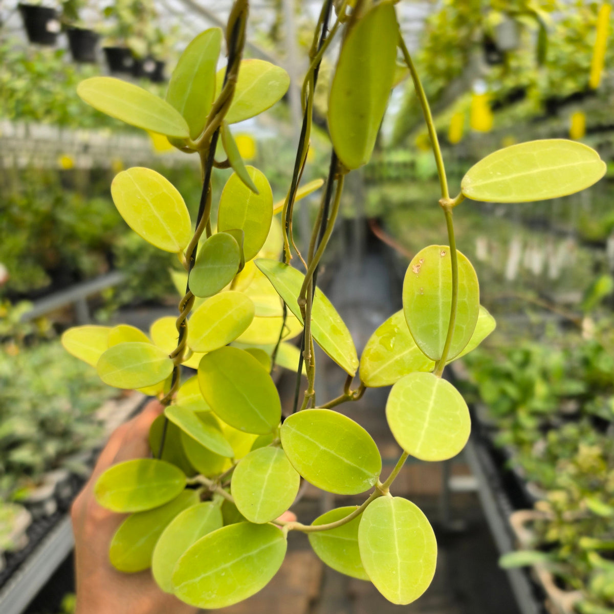 Hoya elliptica Kalimantan Barat