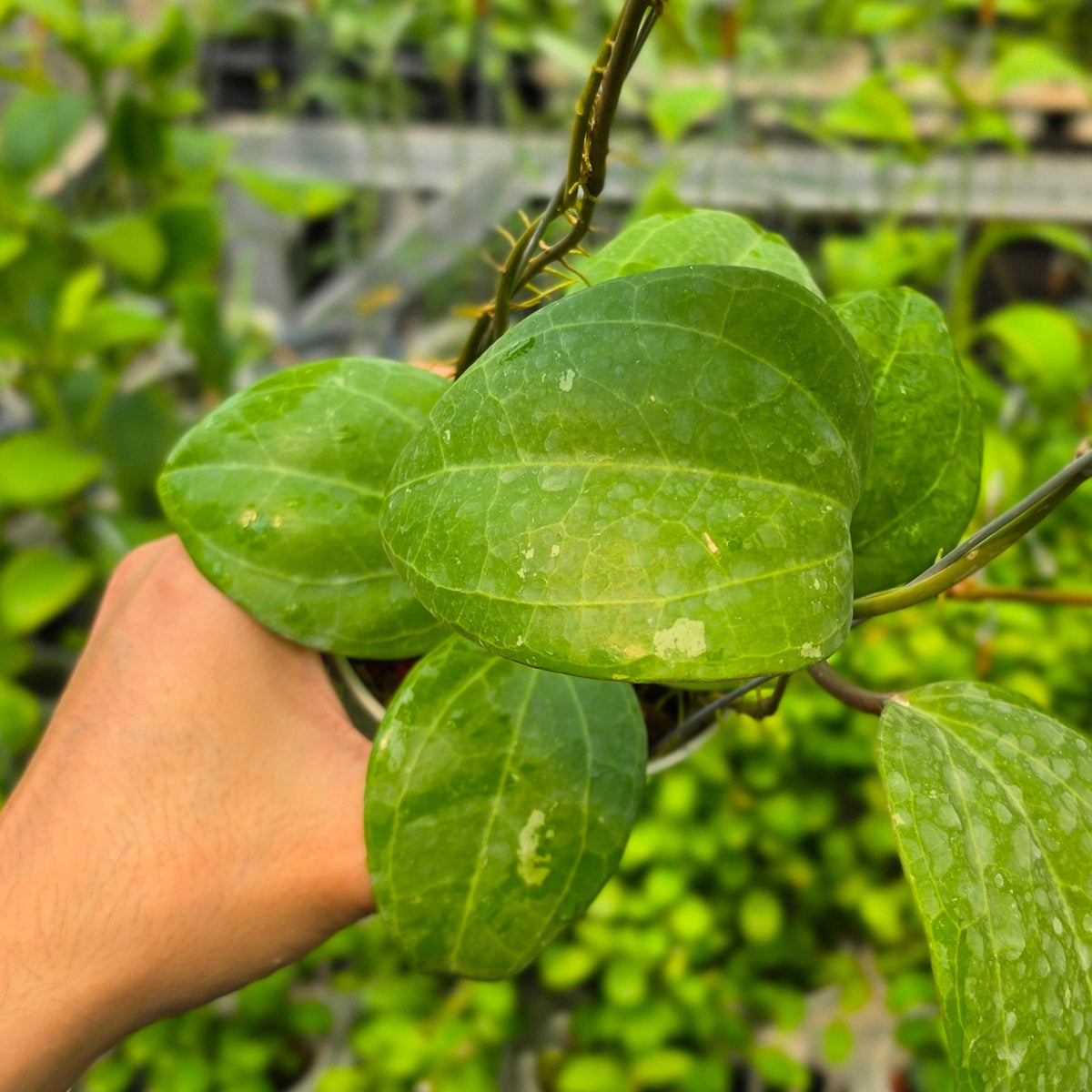 Hoya latifolia 'Sarawak Cream'