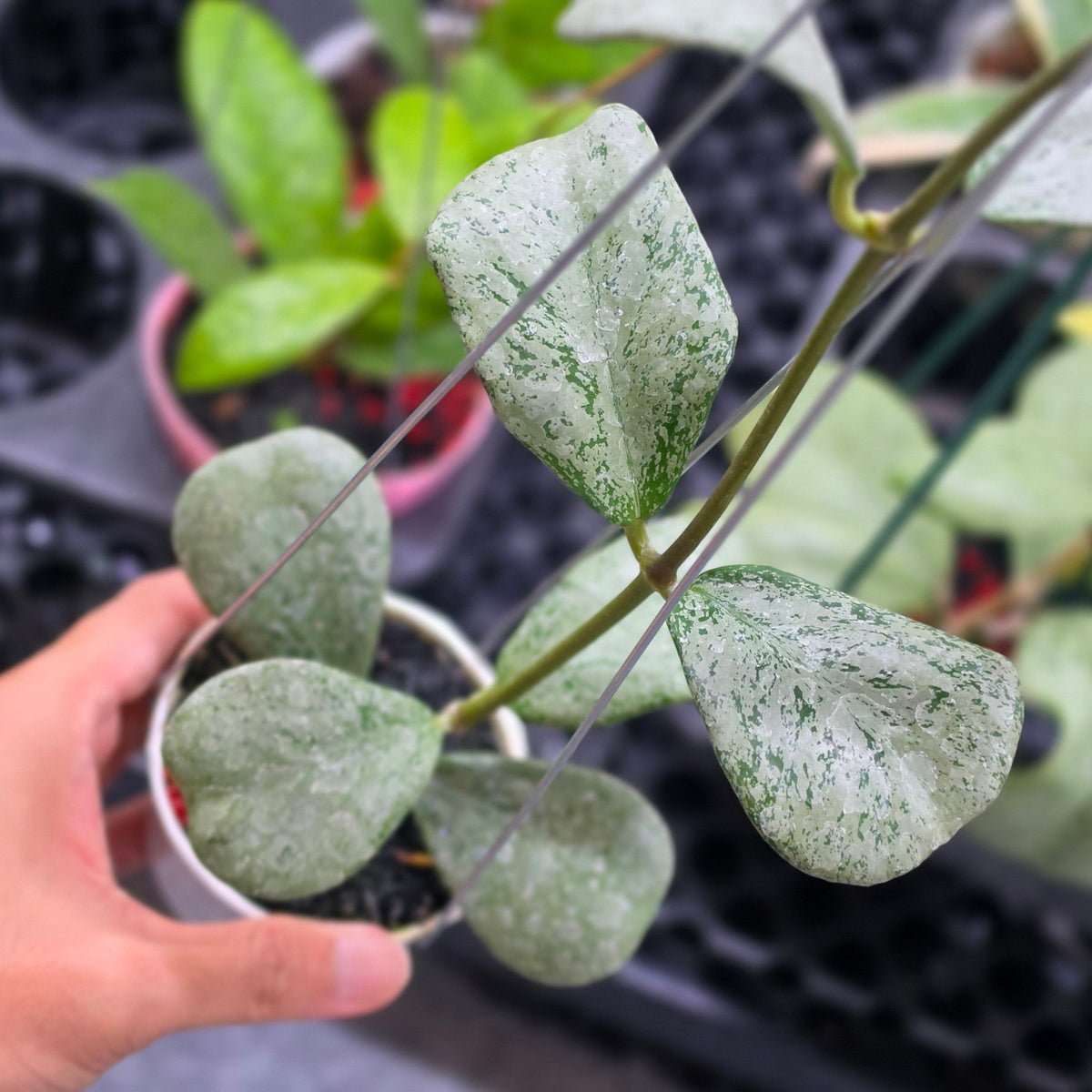 Hoya chiang dao silver
