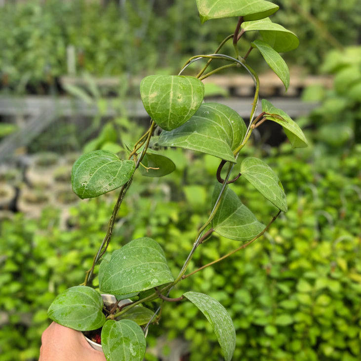 Hoya latifolia 'Sarawak Cream'