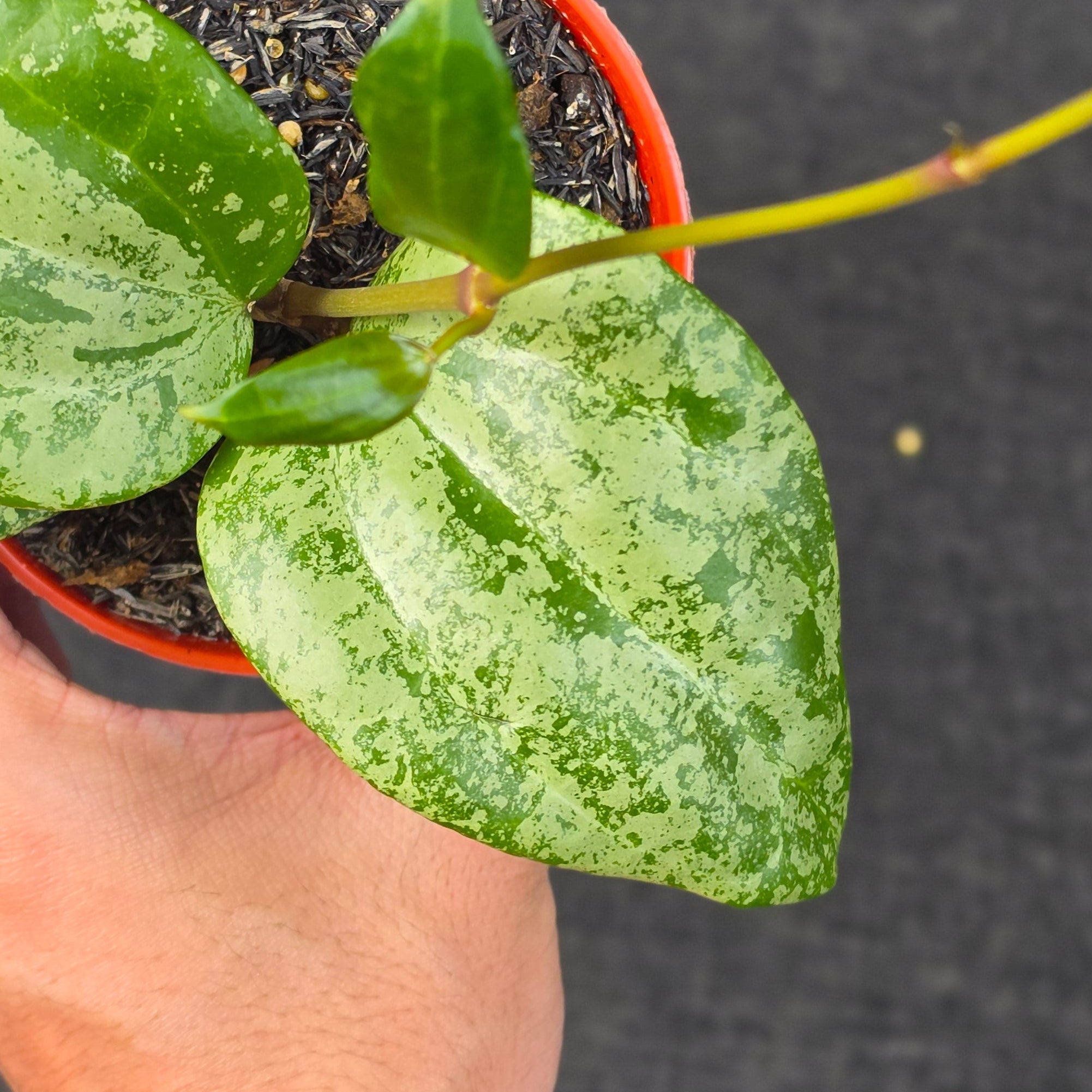 Hoya latifolia 'MRH'