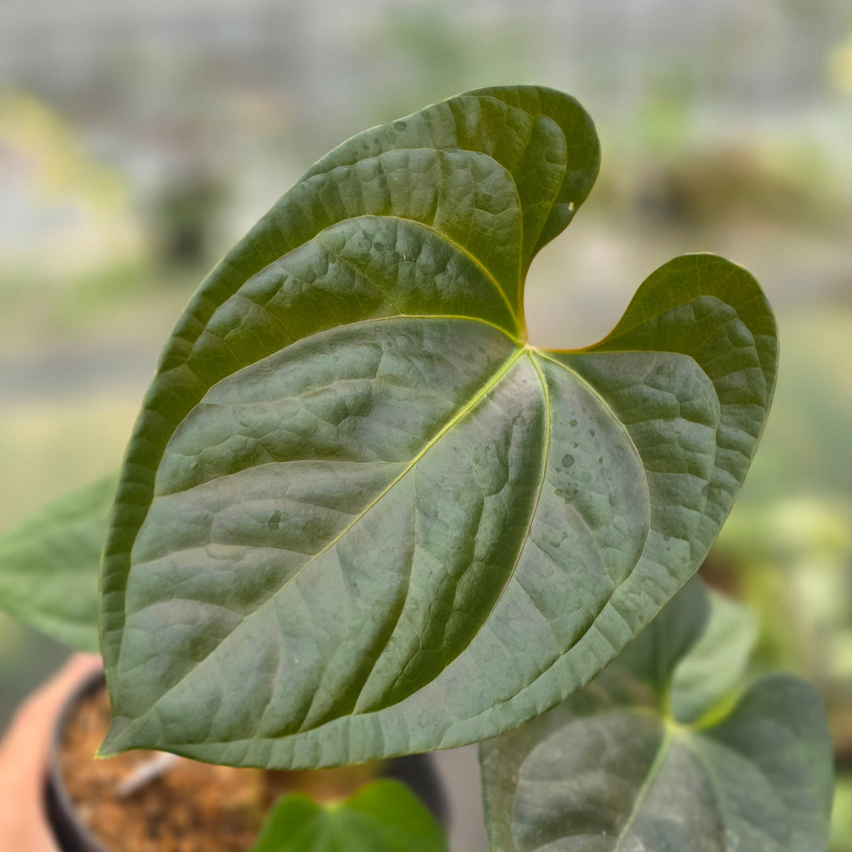 Anthurium noid x luxurian - AM20-09