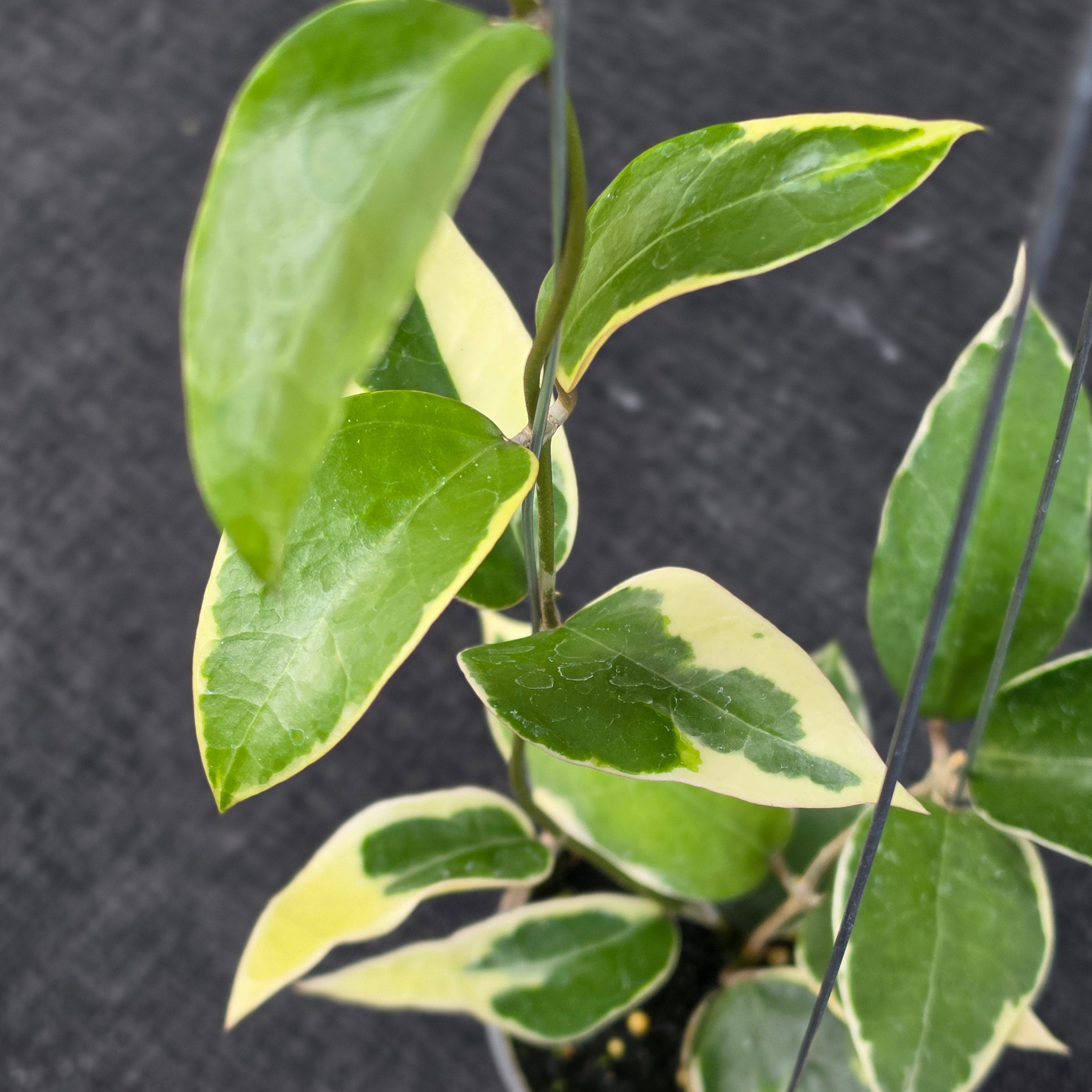 Hoya panglayensis 'Albomarginata'