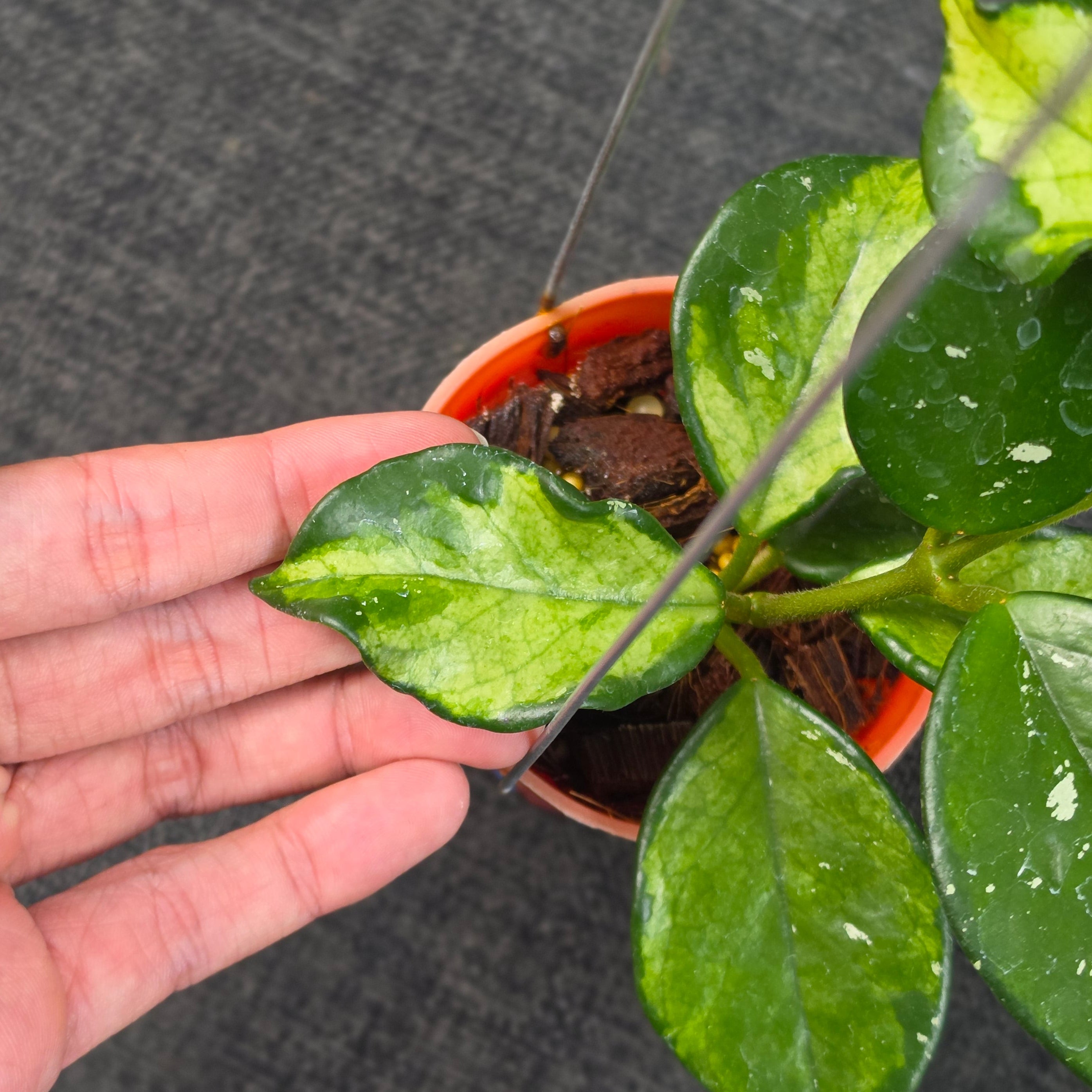 Hoya carnosa 'Freckles Variegated'