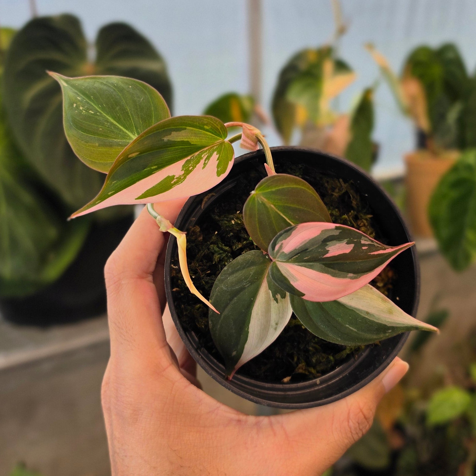 Philodendron micans pink variegated