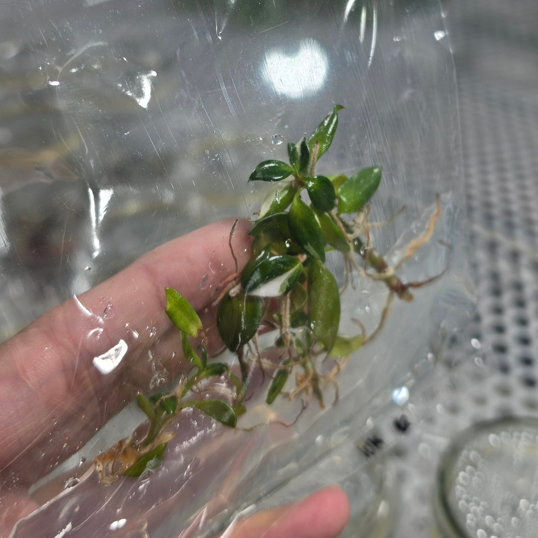 Philodendron white knight - Tissue culture