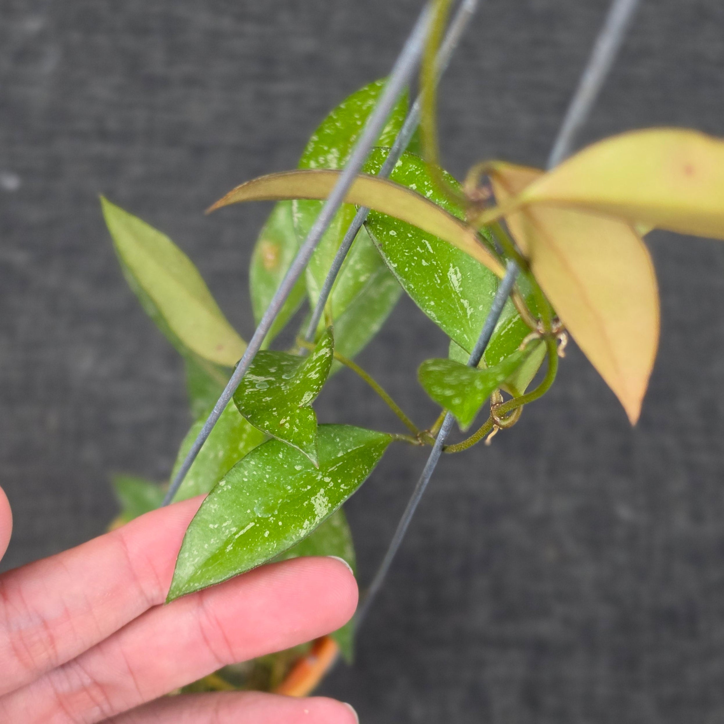 Hoya 'Rosita Splash'