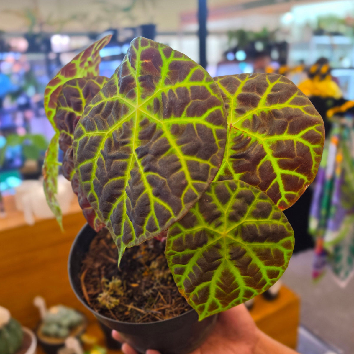 Begonia sp merangin - mature