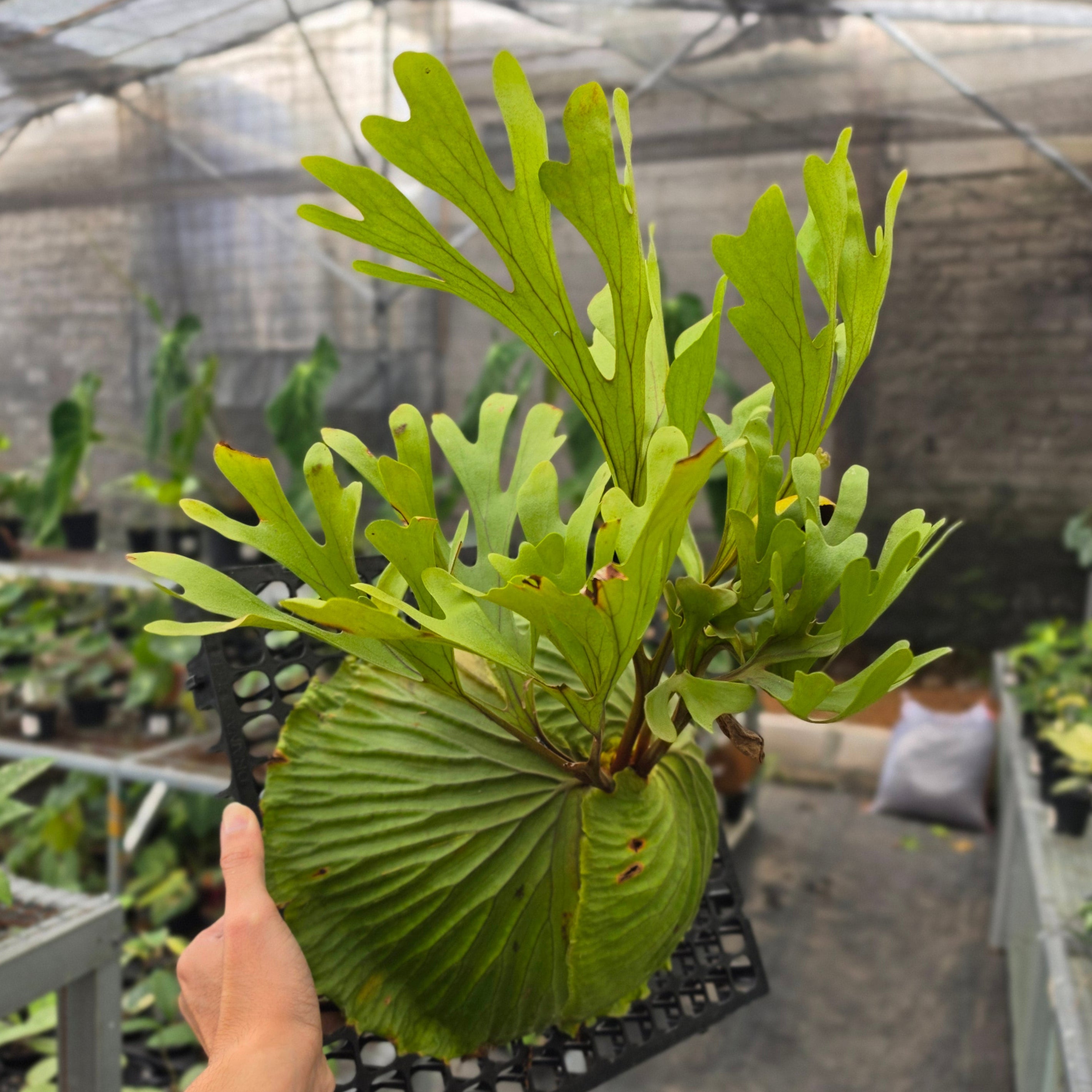 Platycerium Ridleyi - Mature Size