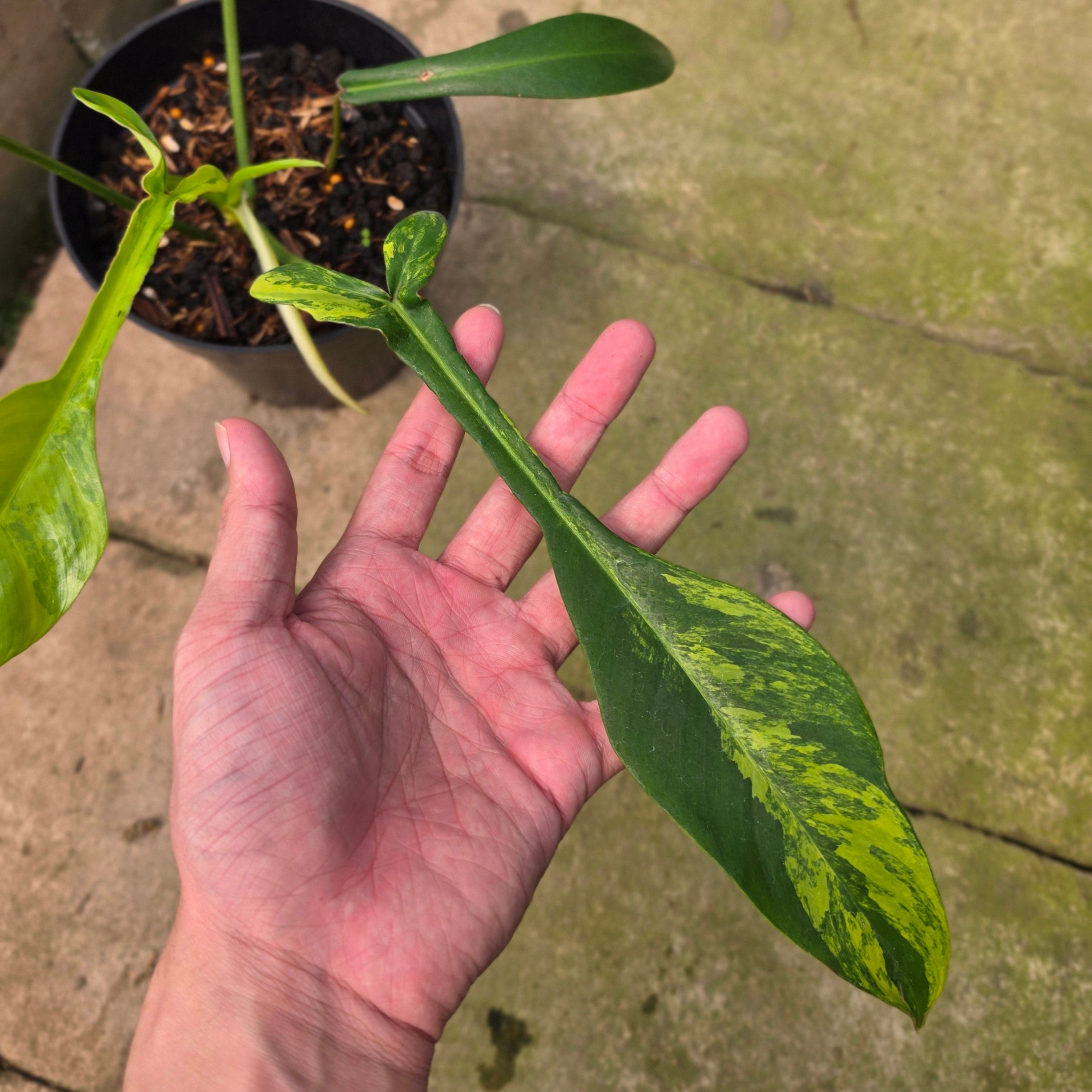 Philodendron joepii variegated