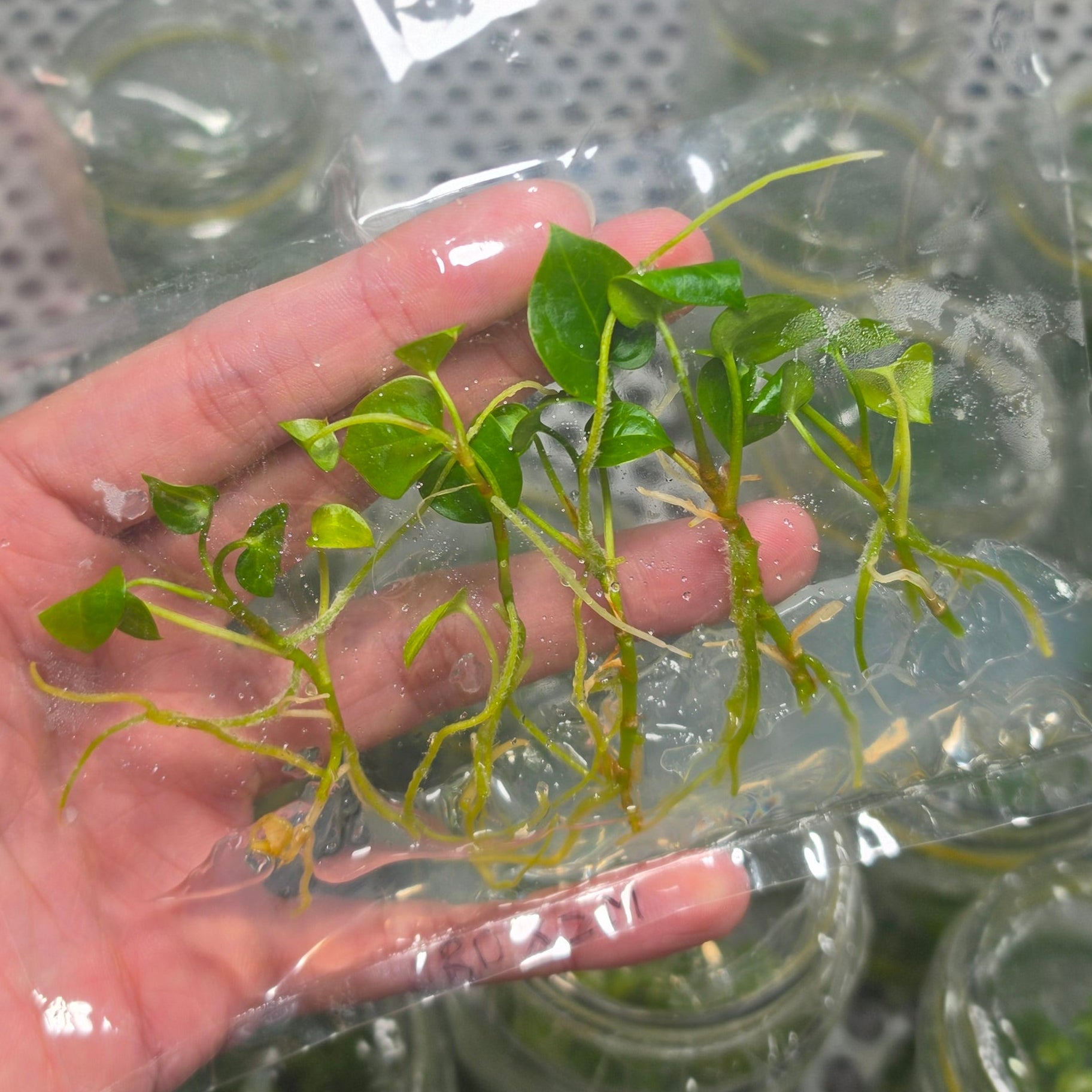 Anthurium red devil x zara michelle - Tissue culture