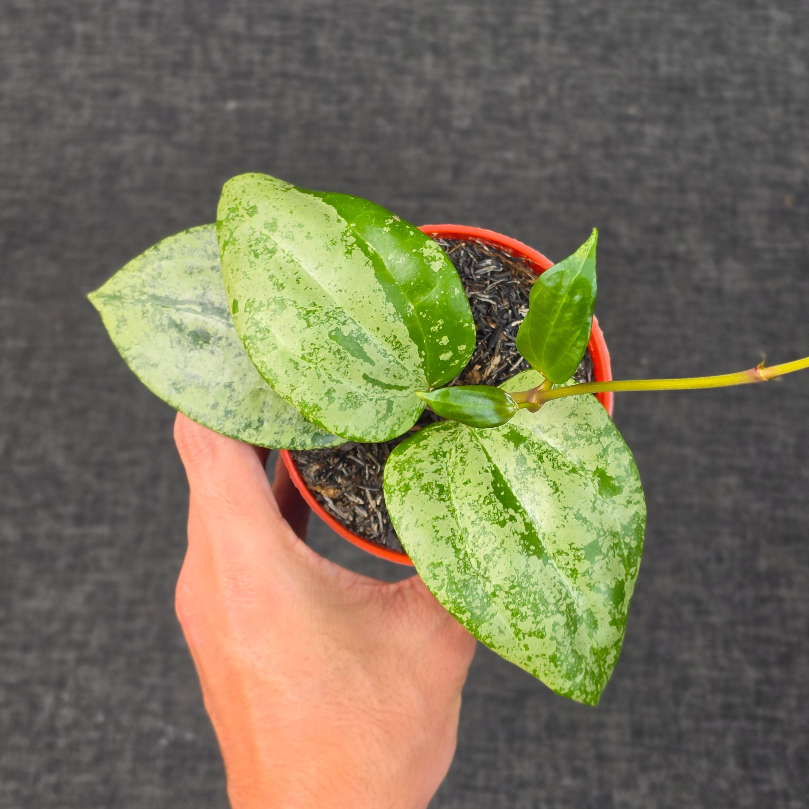 Hoya latifolia 'MRH'