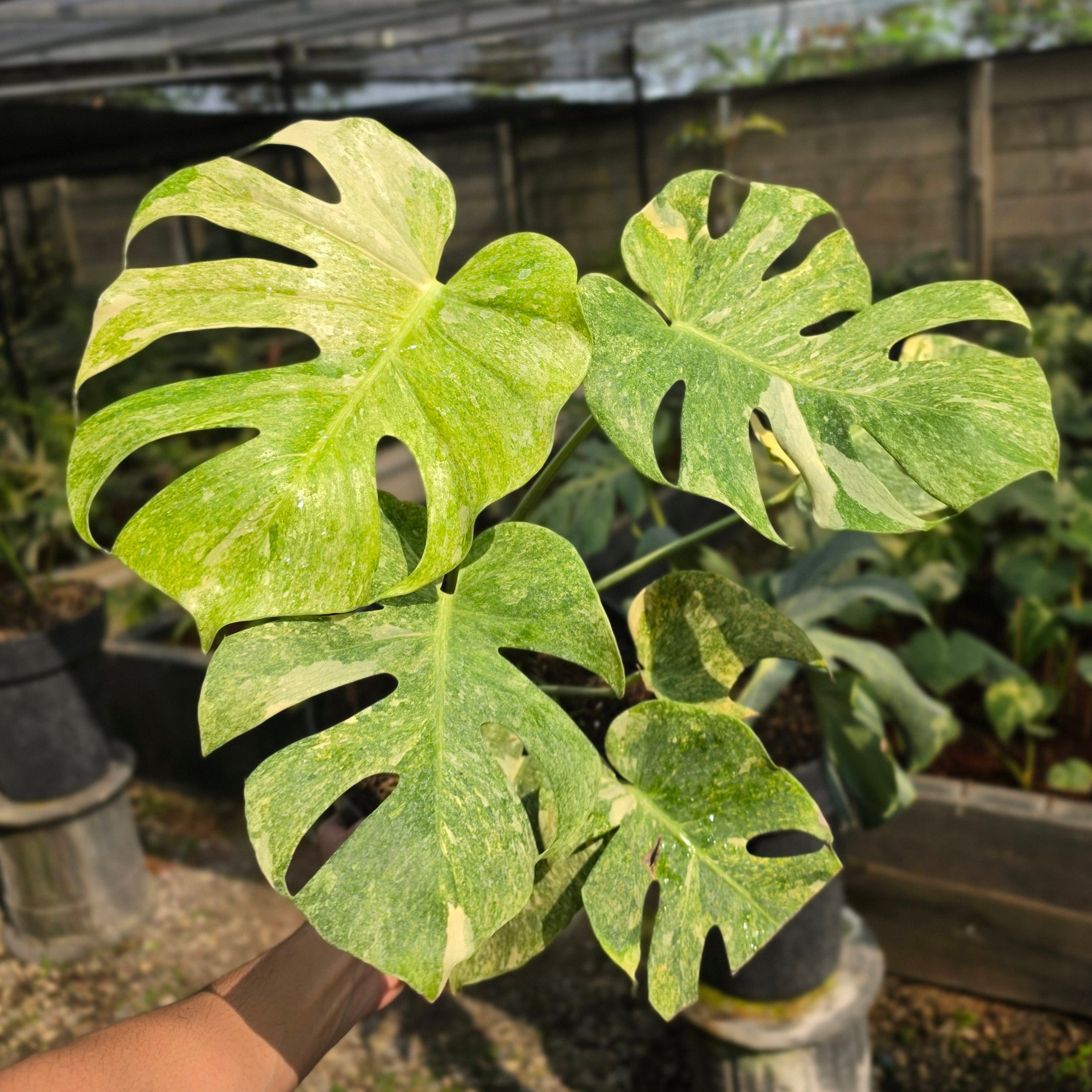 Monstera double platinum variegated - mature size