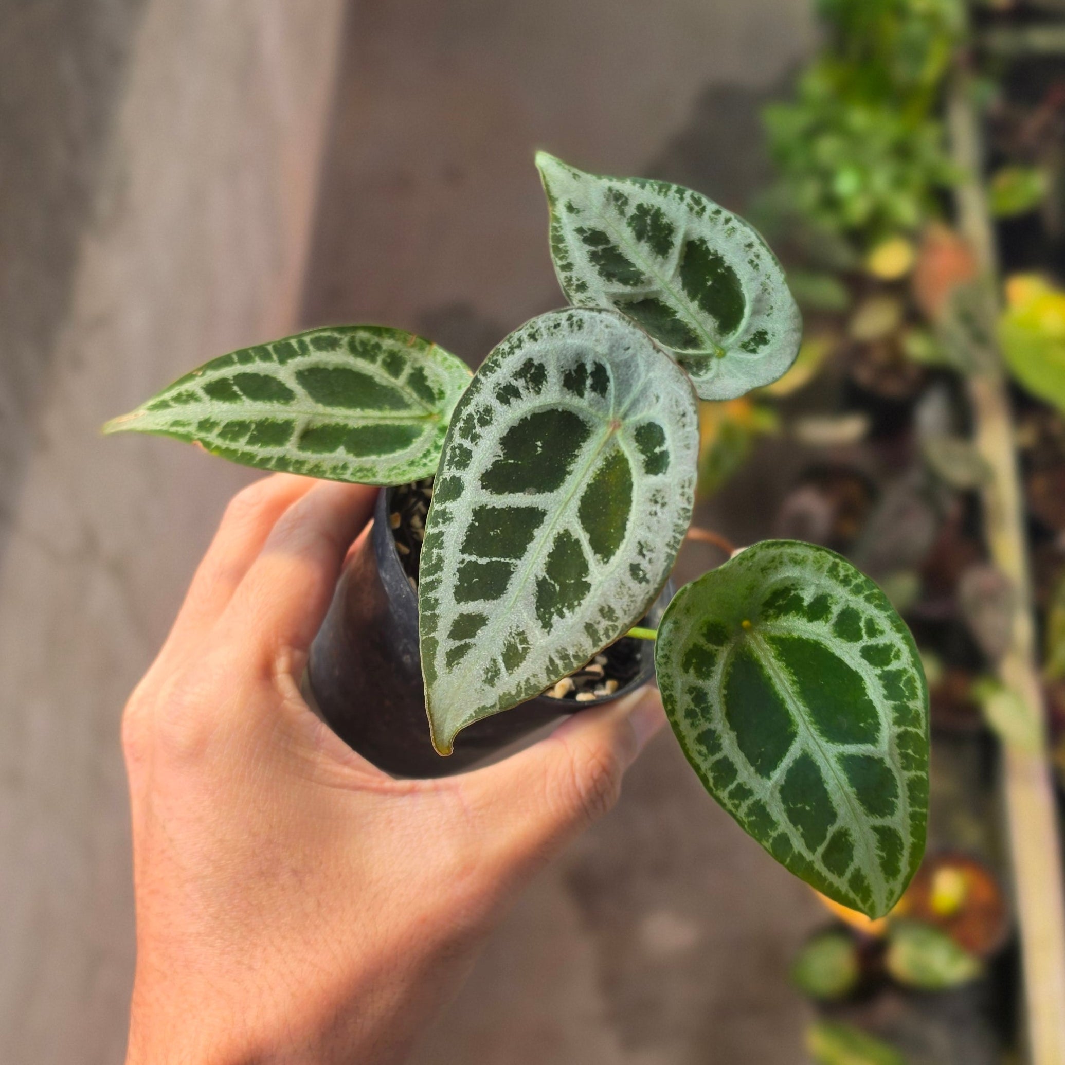 Anthurium red diamond shield