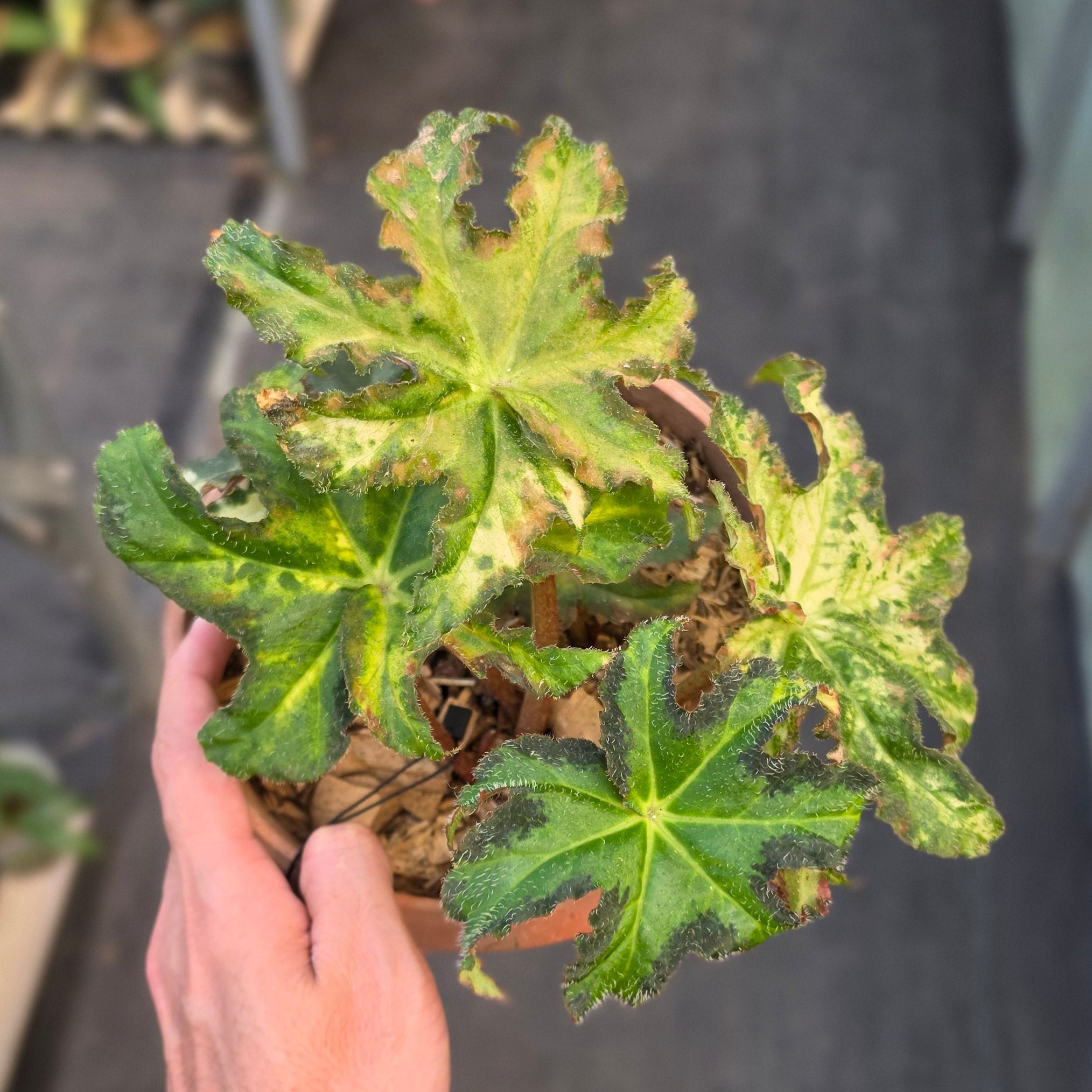 Begonia Rex Star Variegated