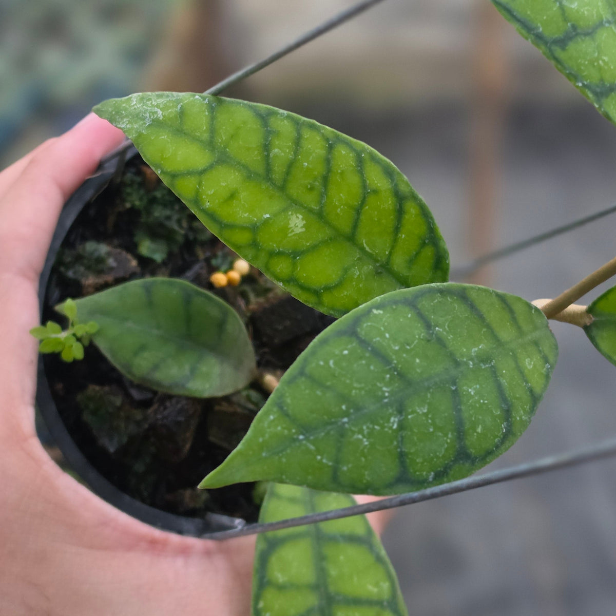 Hoya callistophylla chiquita