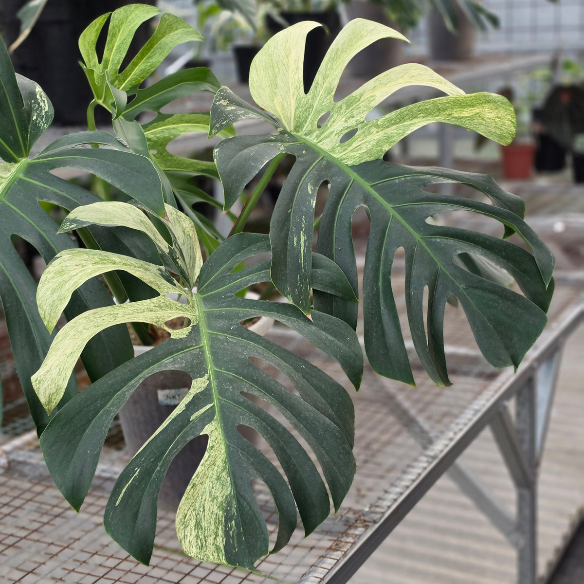 Monstera jungle mint noid (mature size) - AM06-09
