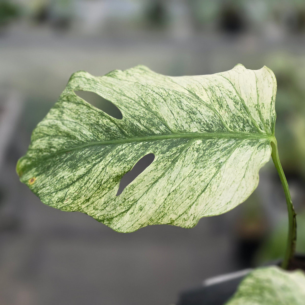 Monstera java sports - AM12-09
