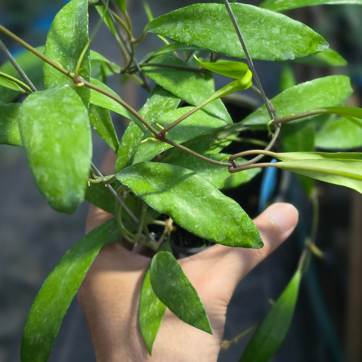Hoya nima