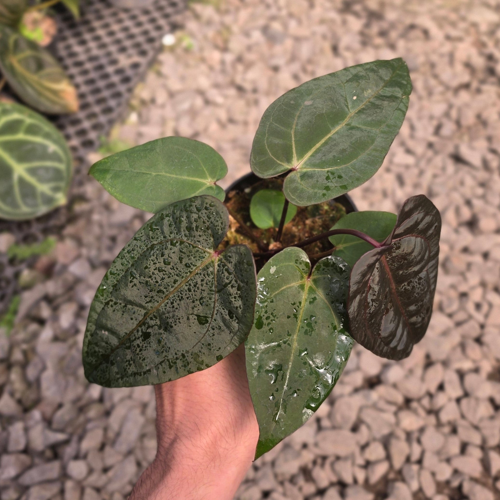Anthurium dark handsome x red velvet cake