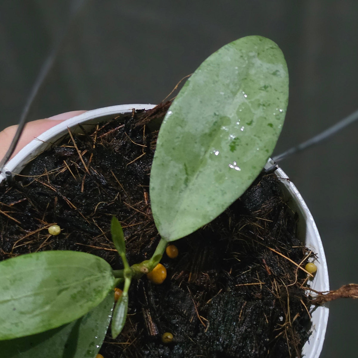 Hoya sp Rindu Rafflesia x elliptica (malory)