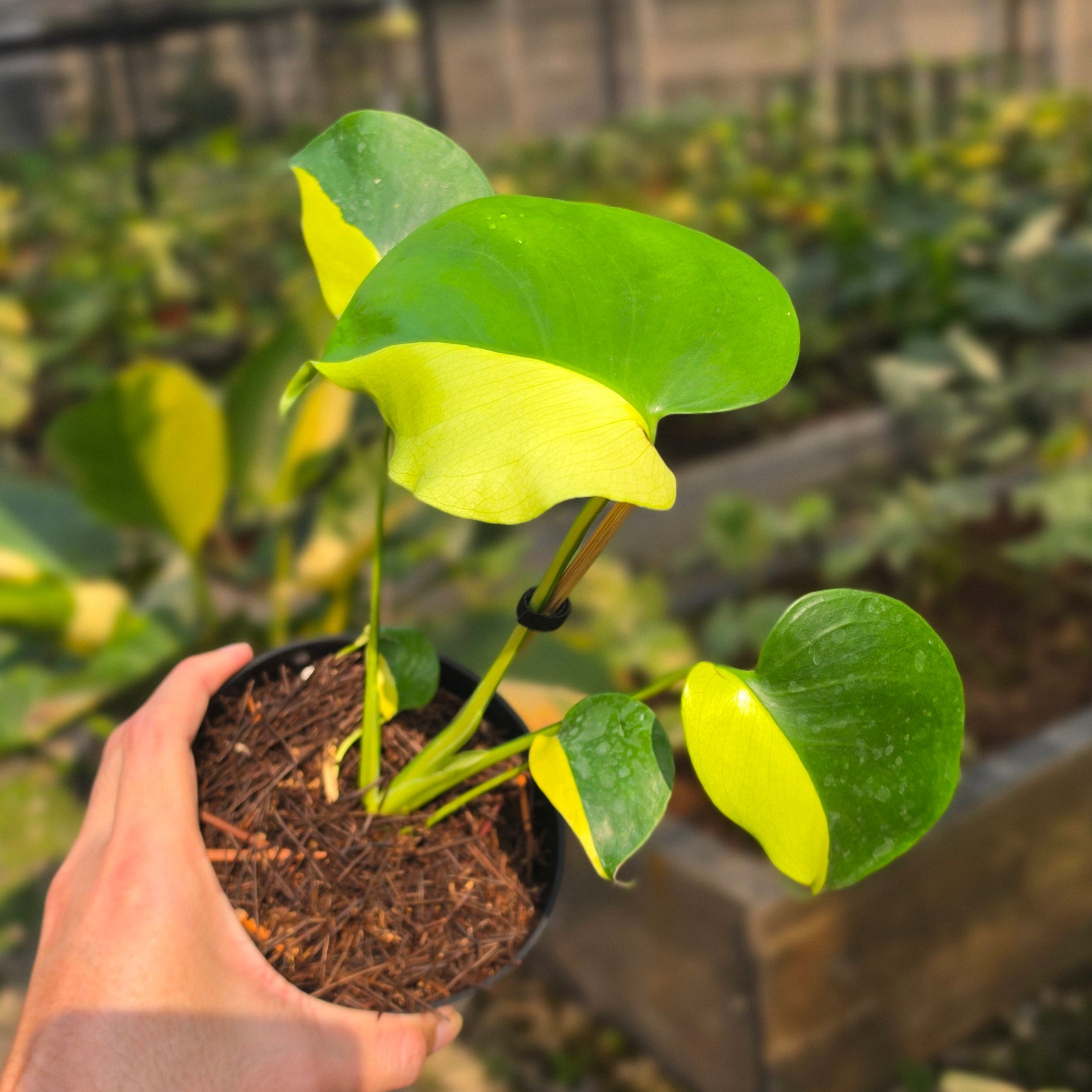 Monstera Lemon Lime