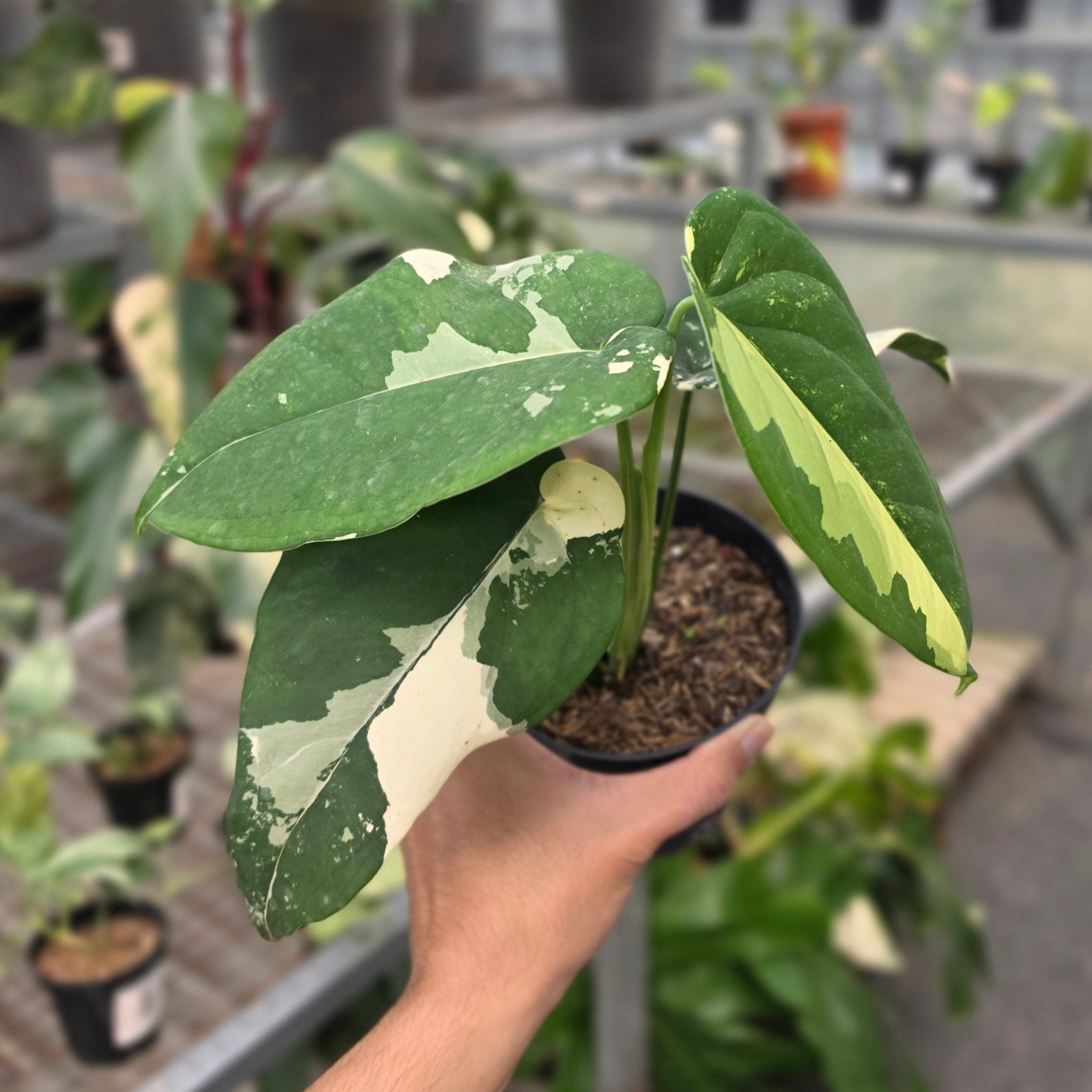 RP Syngonium Chiapense variegated - AM11-08