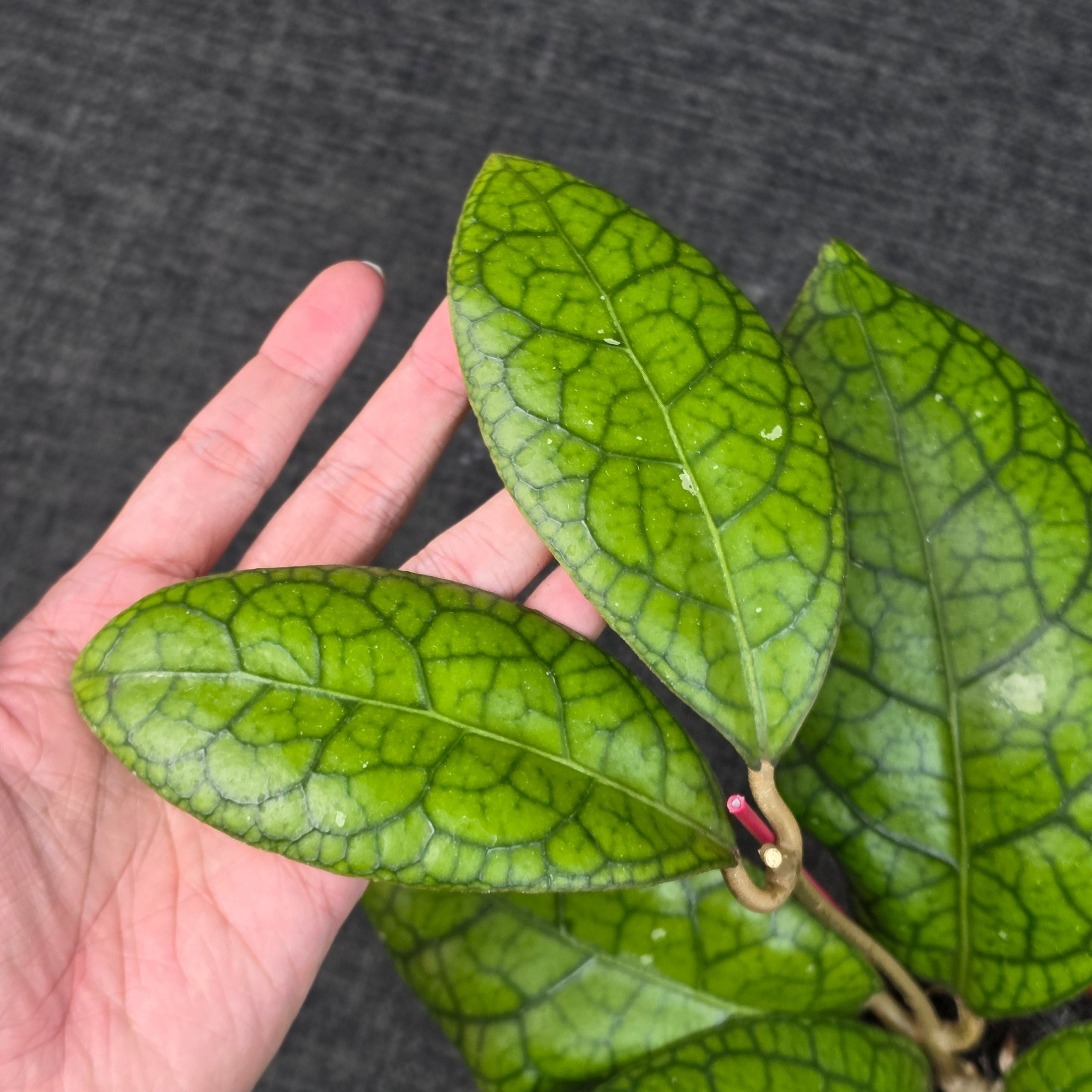 Hoya callistophylla × 'Tanggamus'