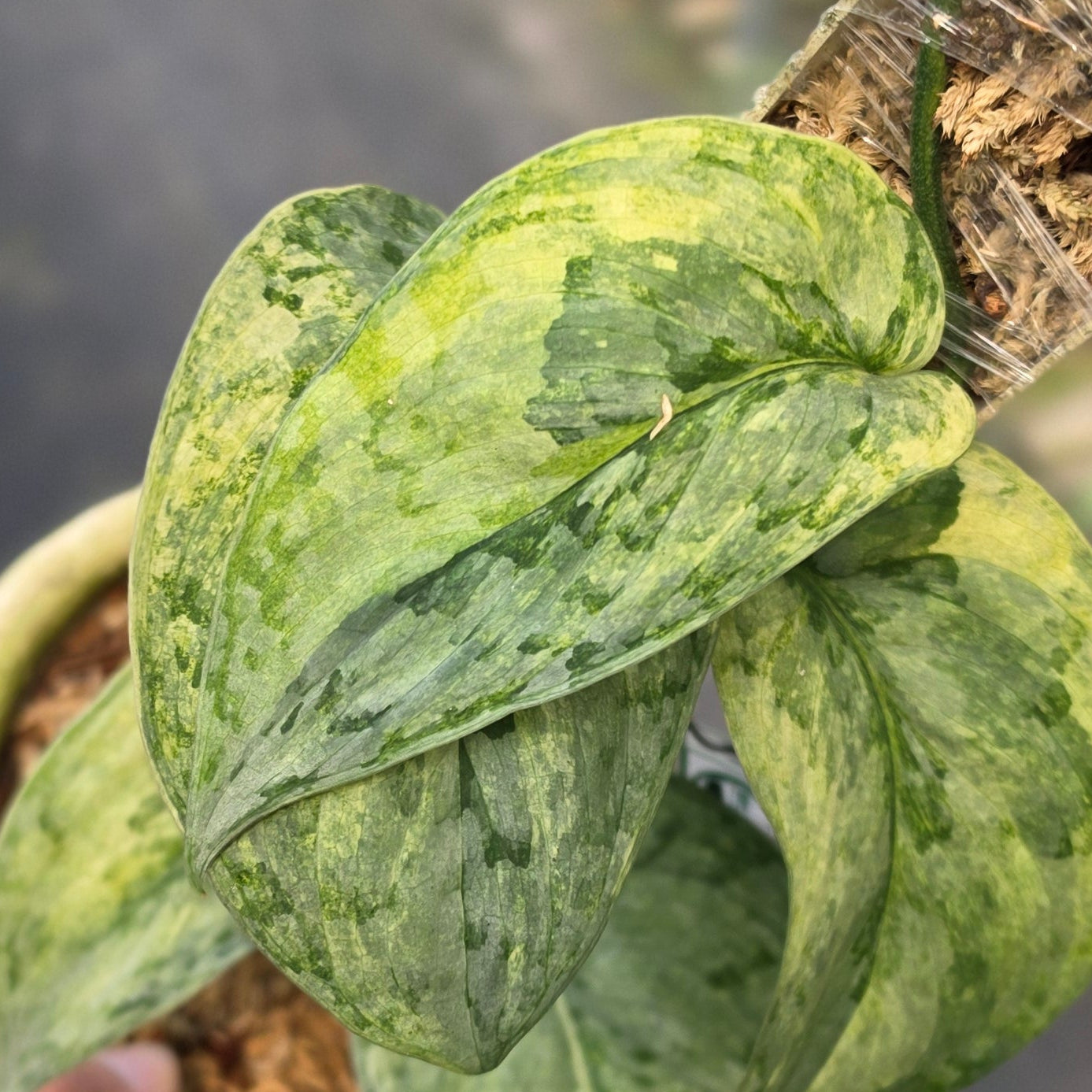 Scindapsus nirmala