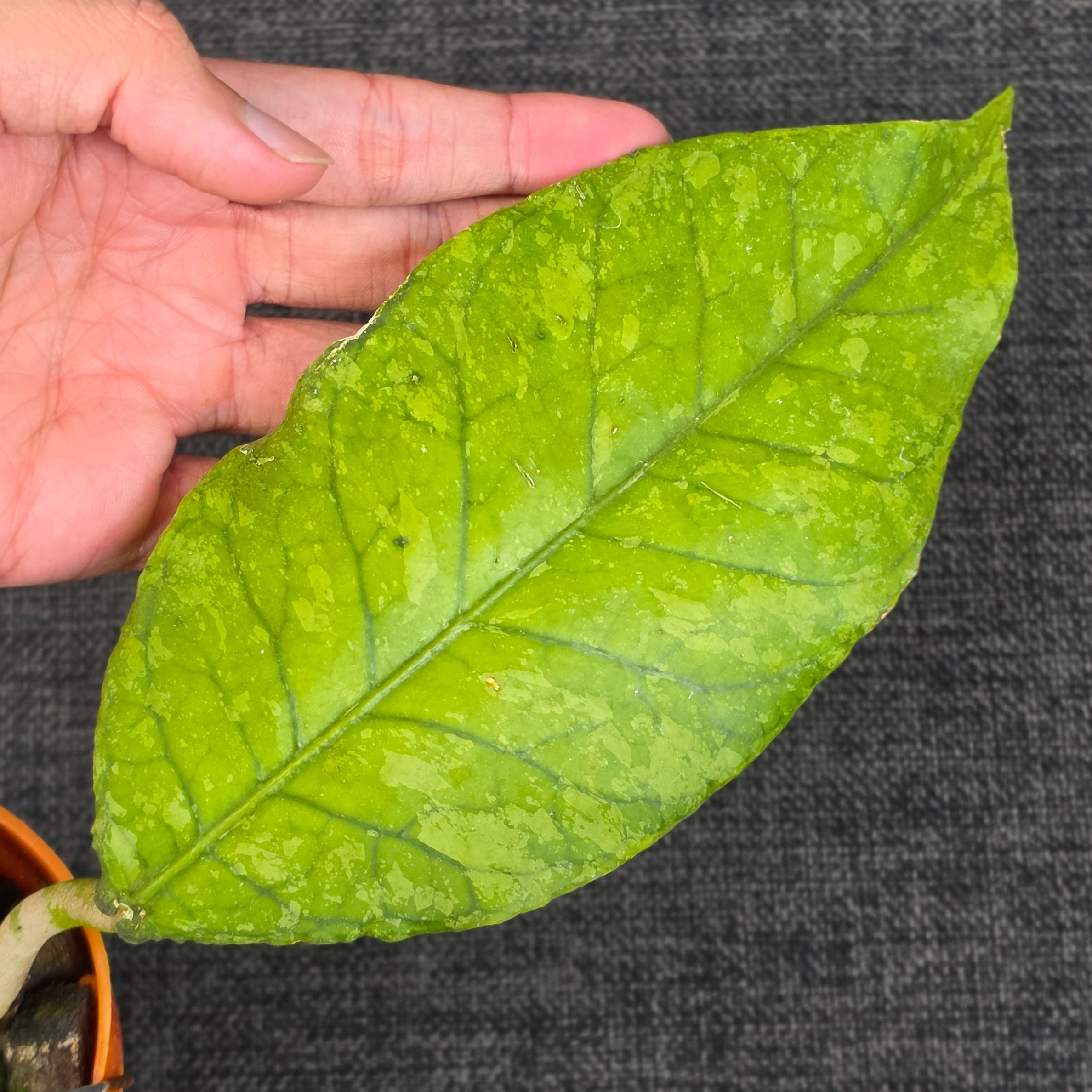 Hoya sp aceh forest orb