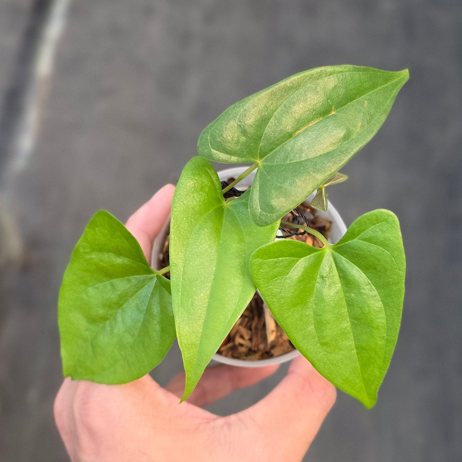 Dioscorea sp golden